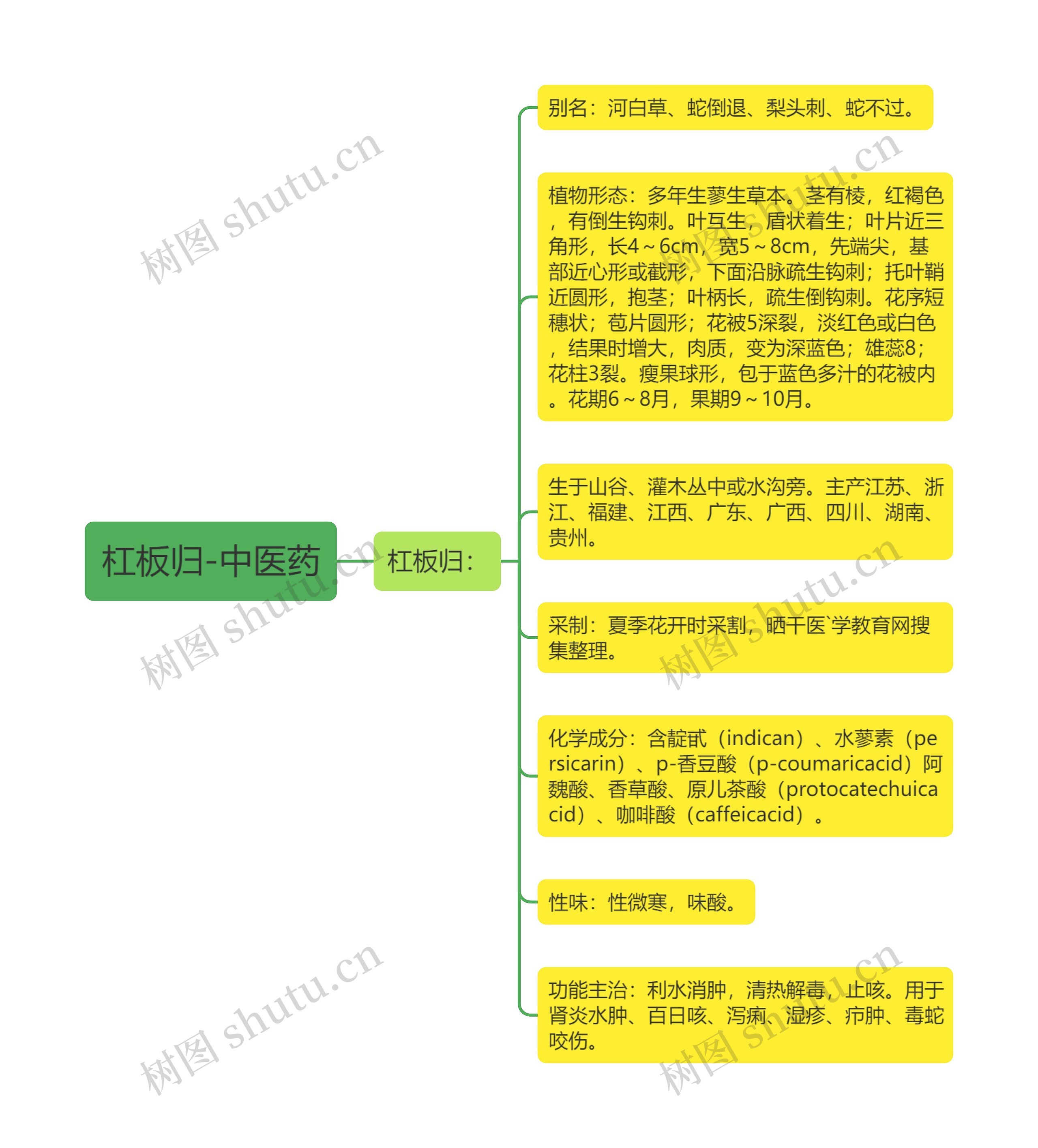 杠板归-中医药 杠板归-中医药