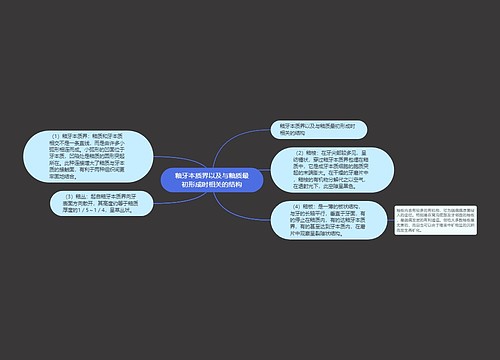 釉牙本质界以及与釉质最初形成时相关的结构