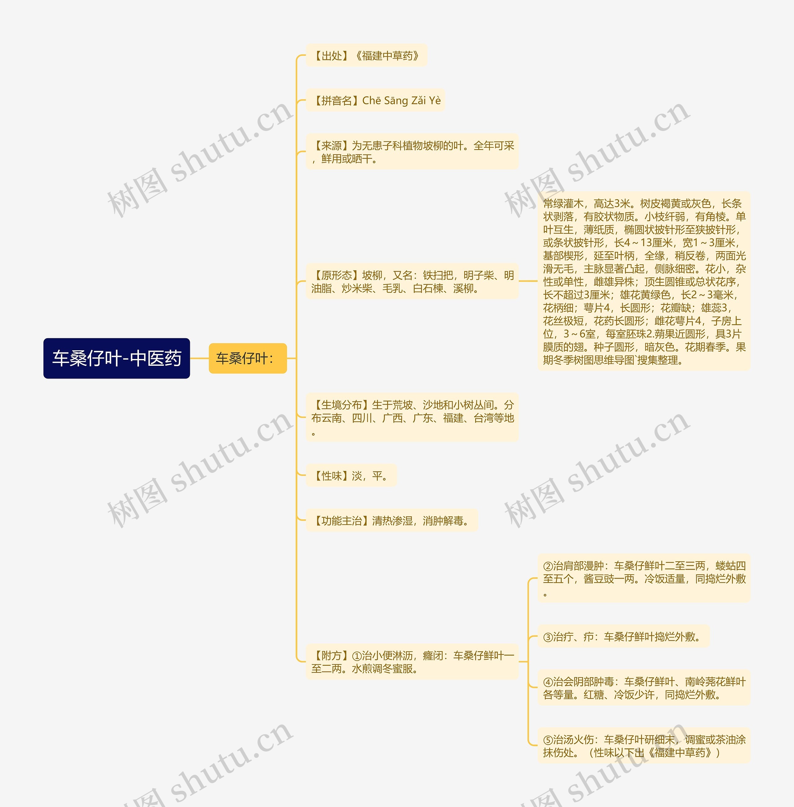 车桑仔叶-中医药 车桑仔叶-中医药