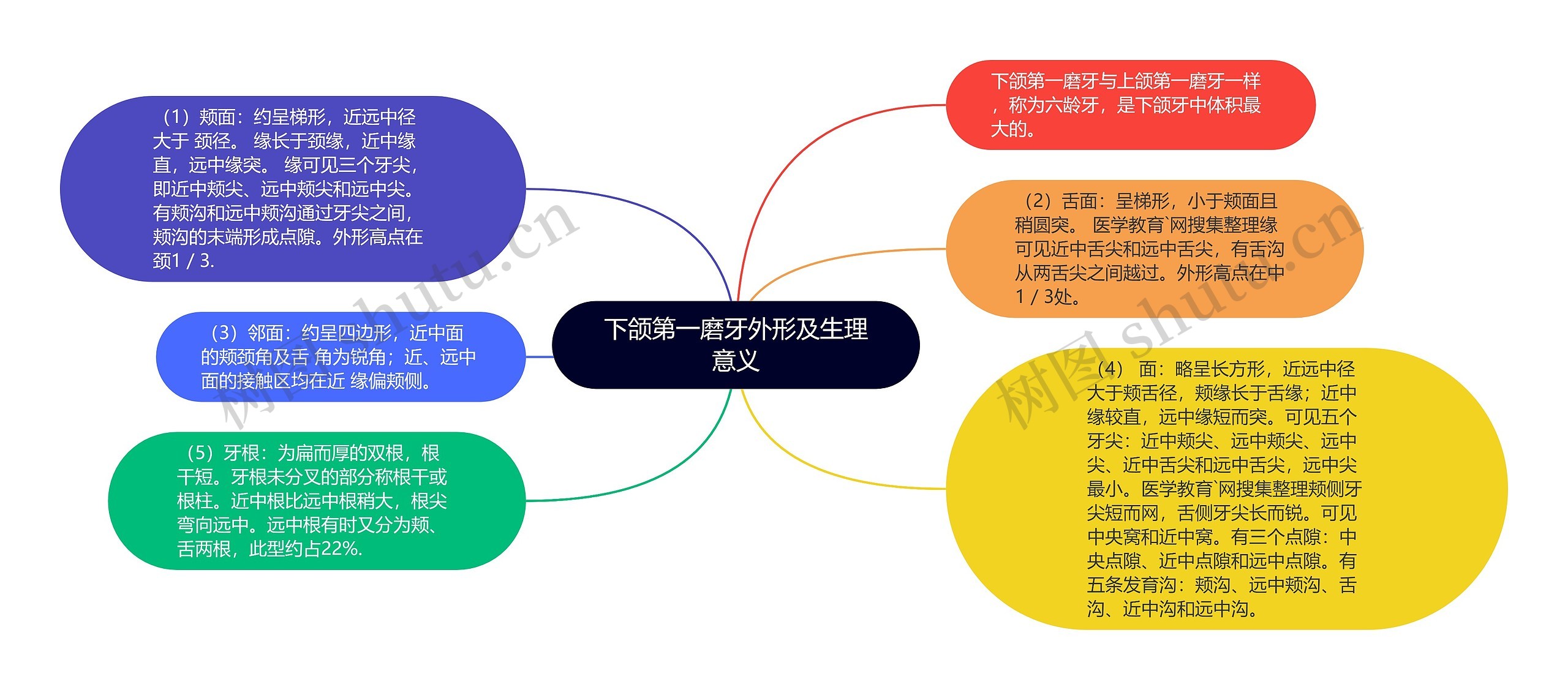 下颌第一磨牙外形及生理意义思维导图