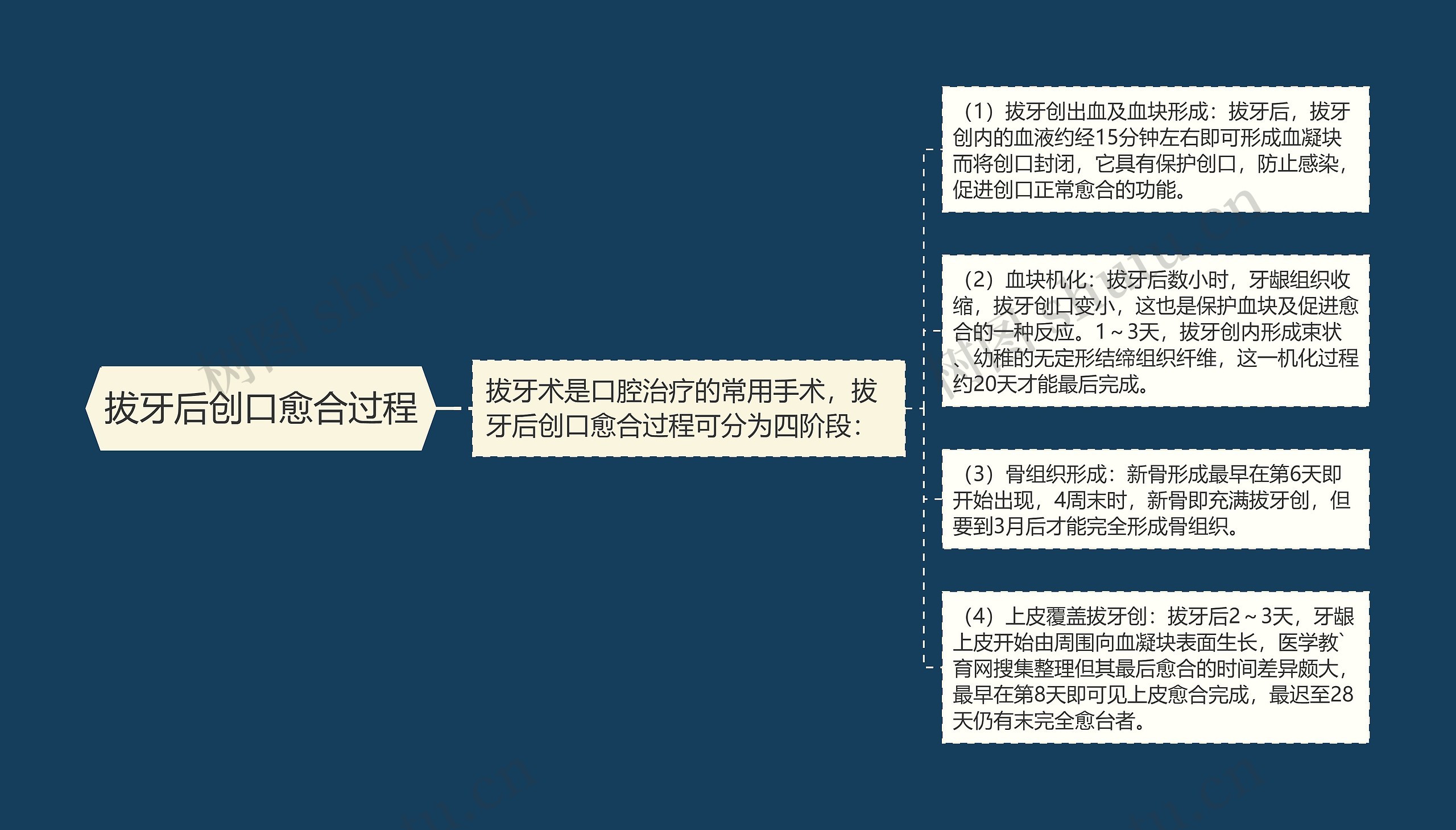 拔牙后创口愈合过程