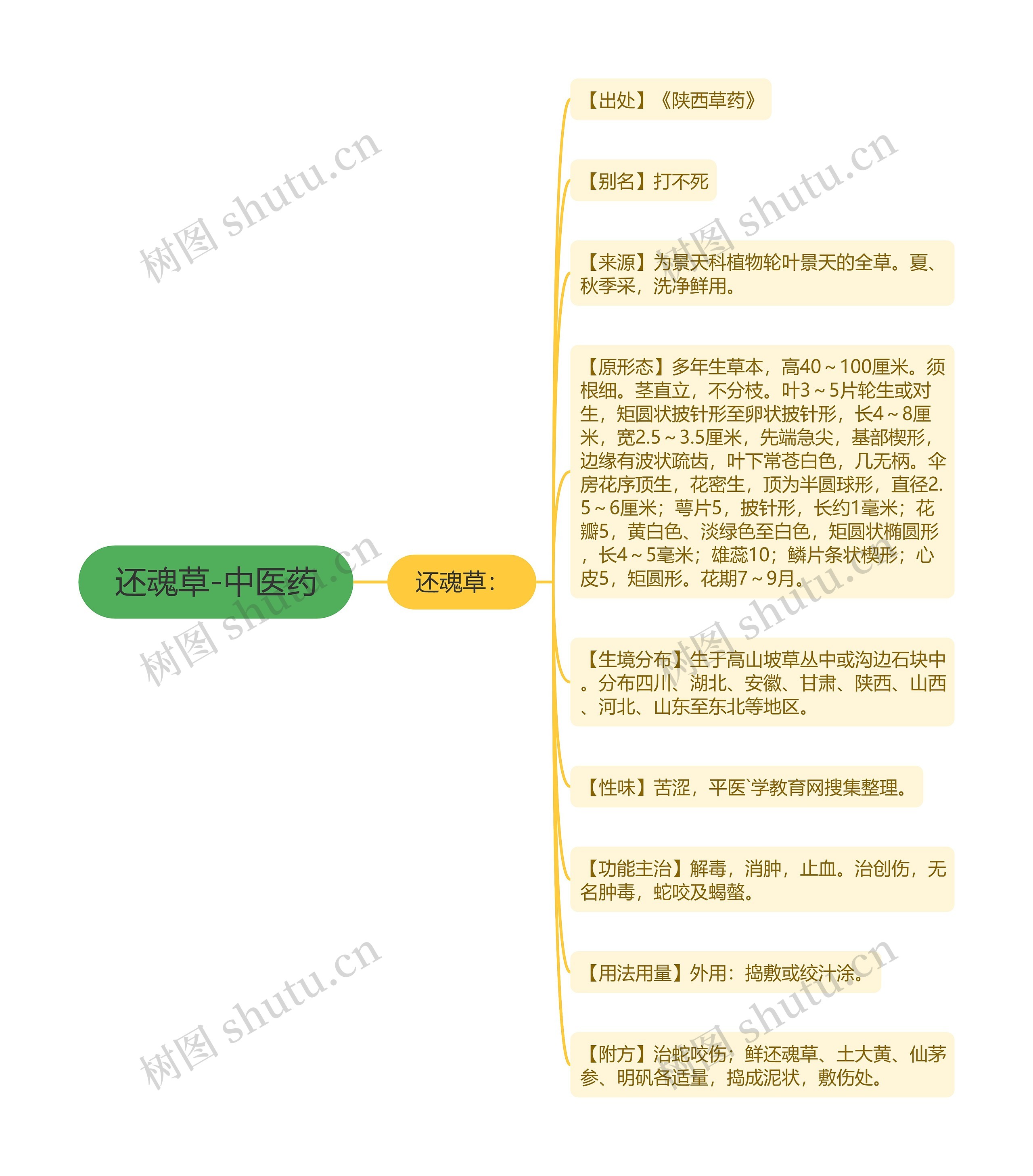 还魂草-中医药 还魂草-中医药