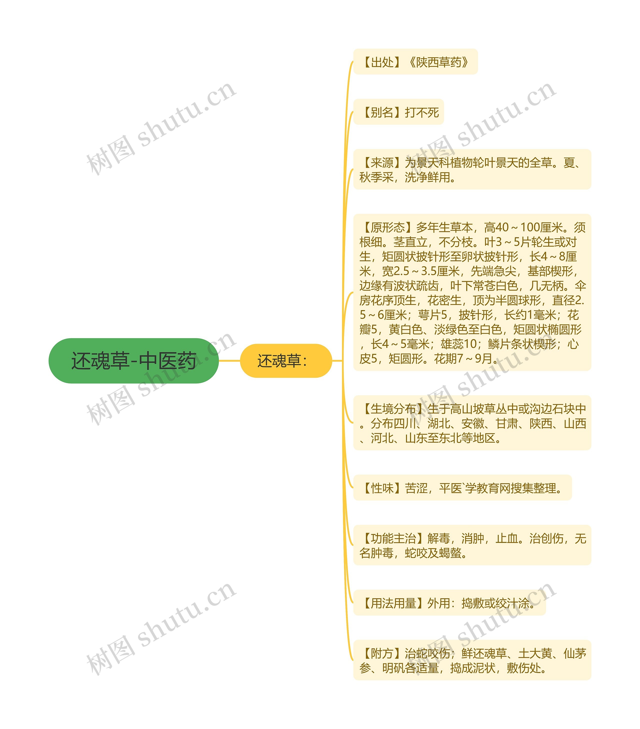 还魂草-中医药思维导图
