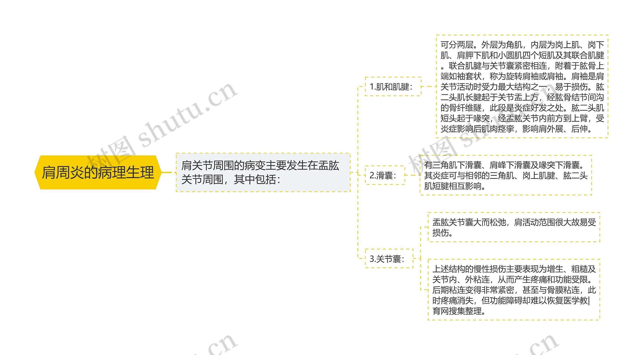 肩周炎的病理生理思维导图