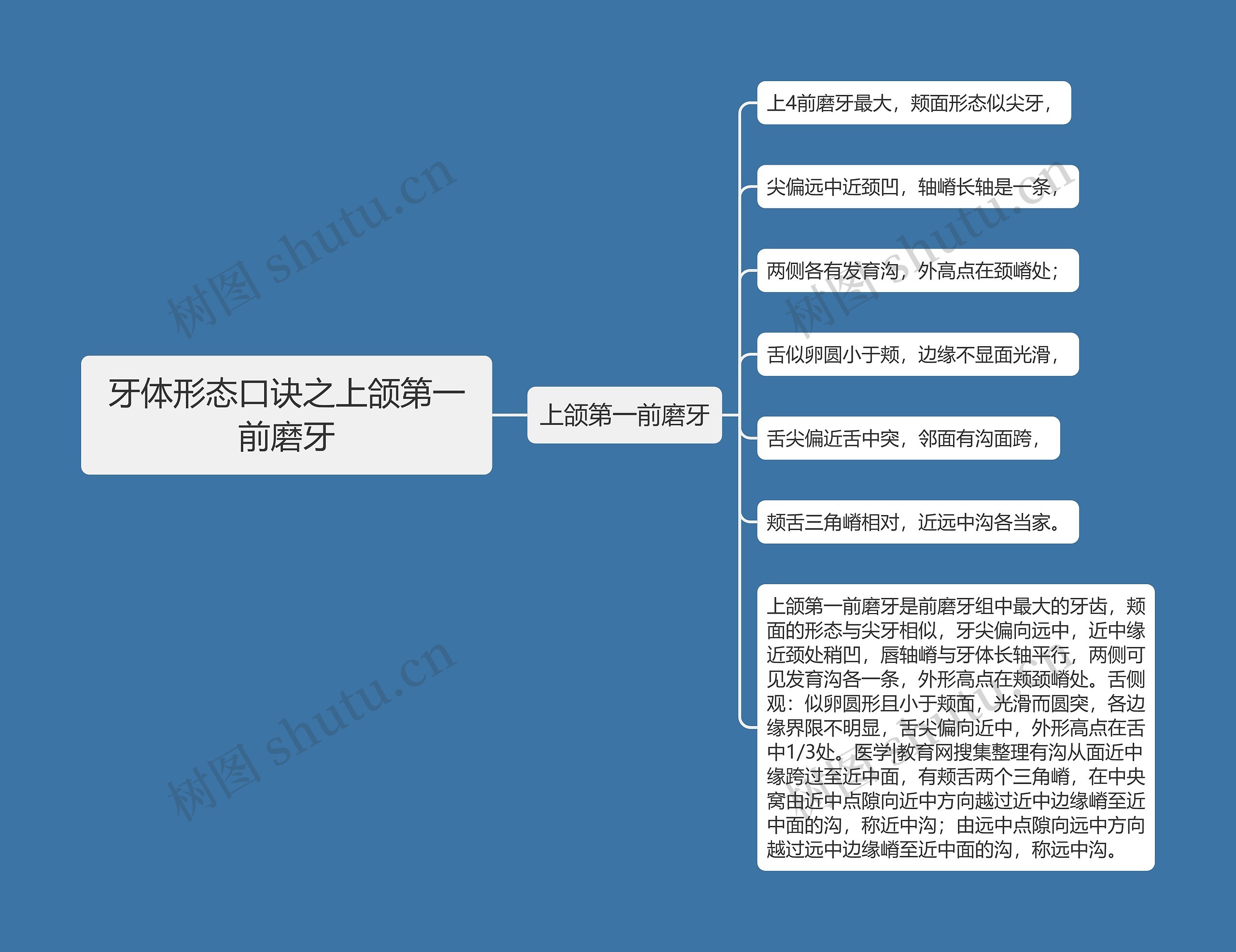 牙体形态口诀之上颌第一前磨牙