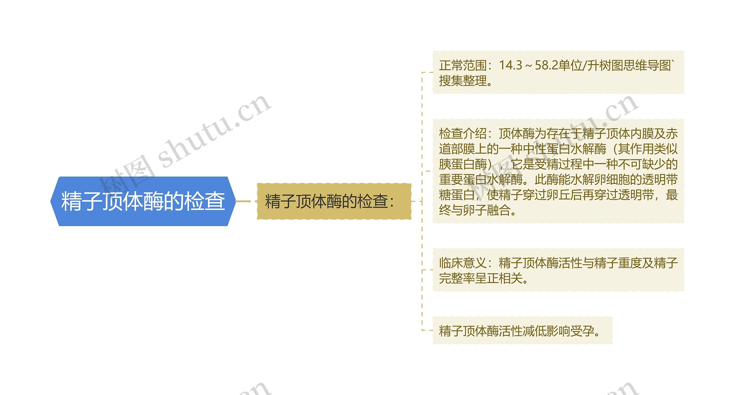 精子顶体酶的检查 精子顶体酶的检查
