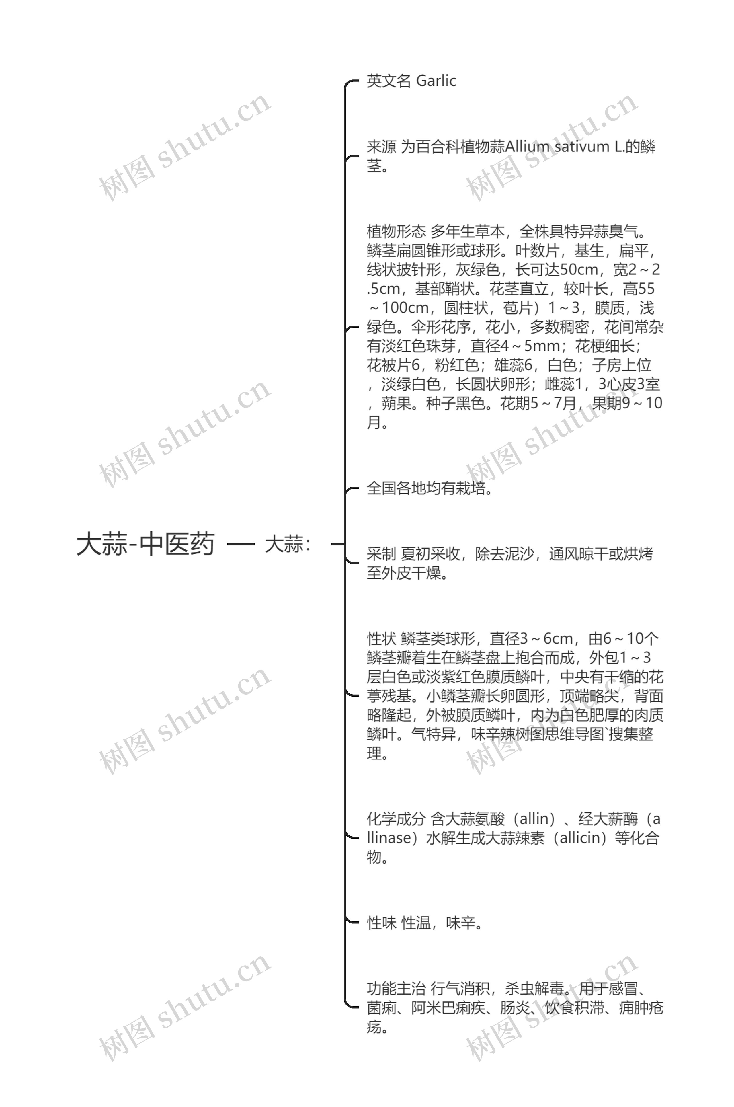 大蒜-中医药 大蒜-中医药