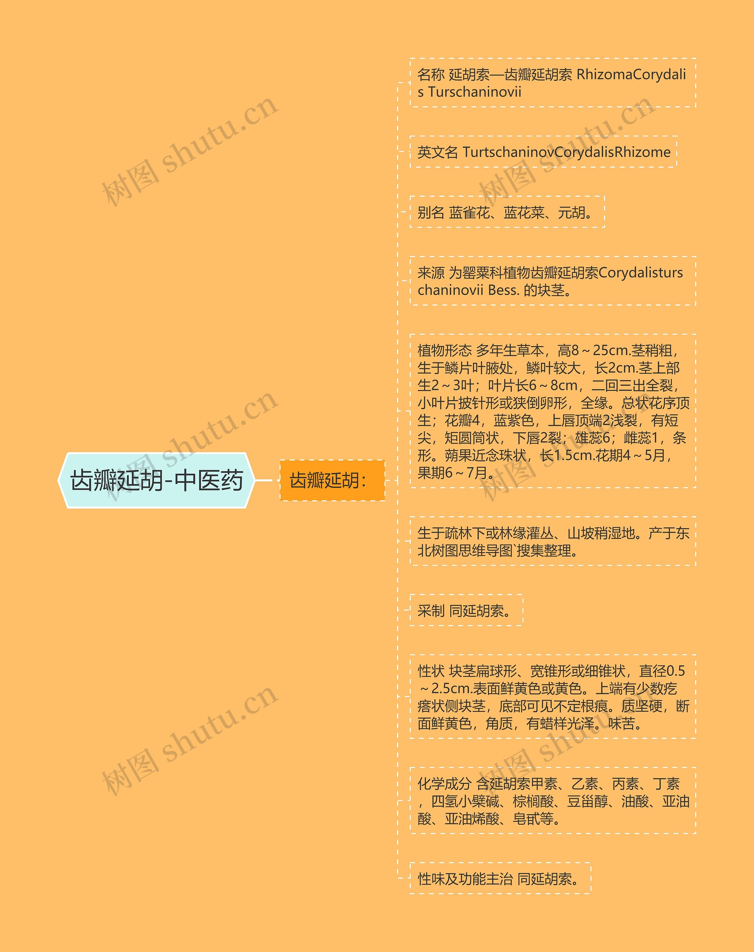 齿瓣延胡-中医药思维导图