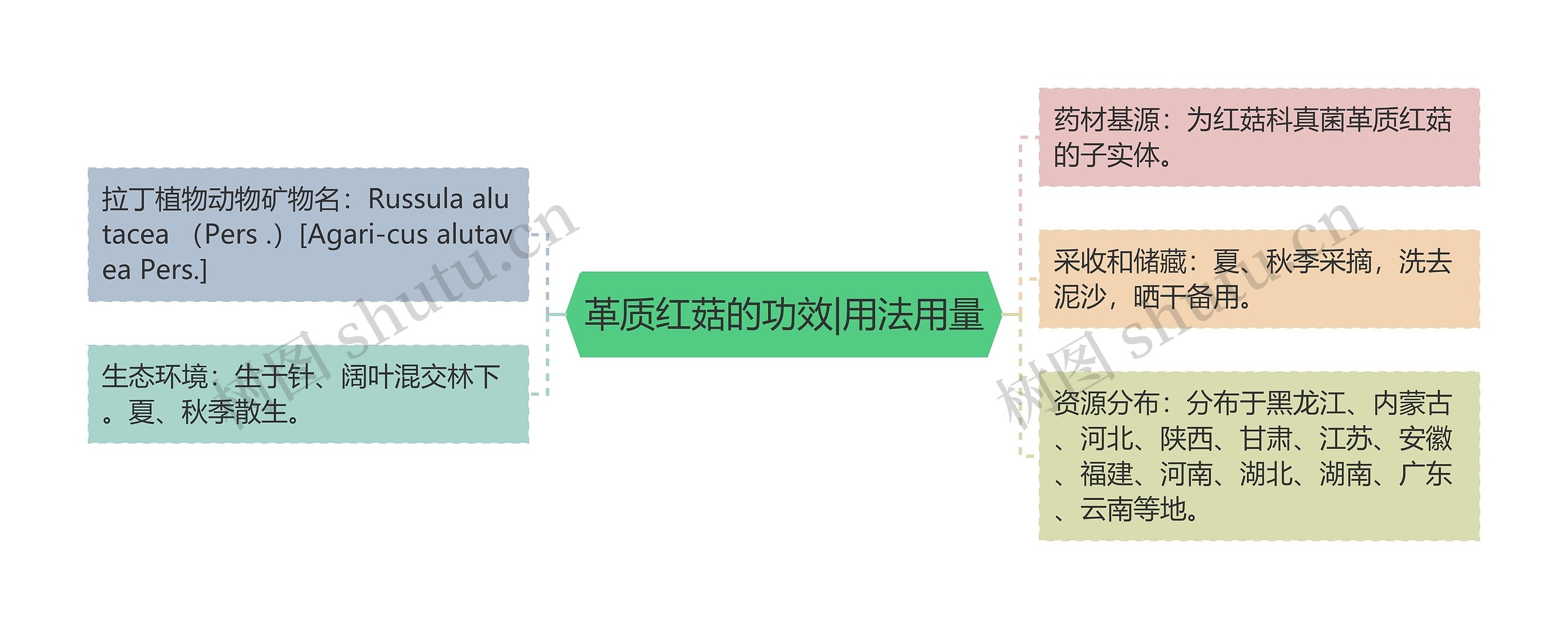 革质红菇的功效|用法用量思维导图