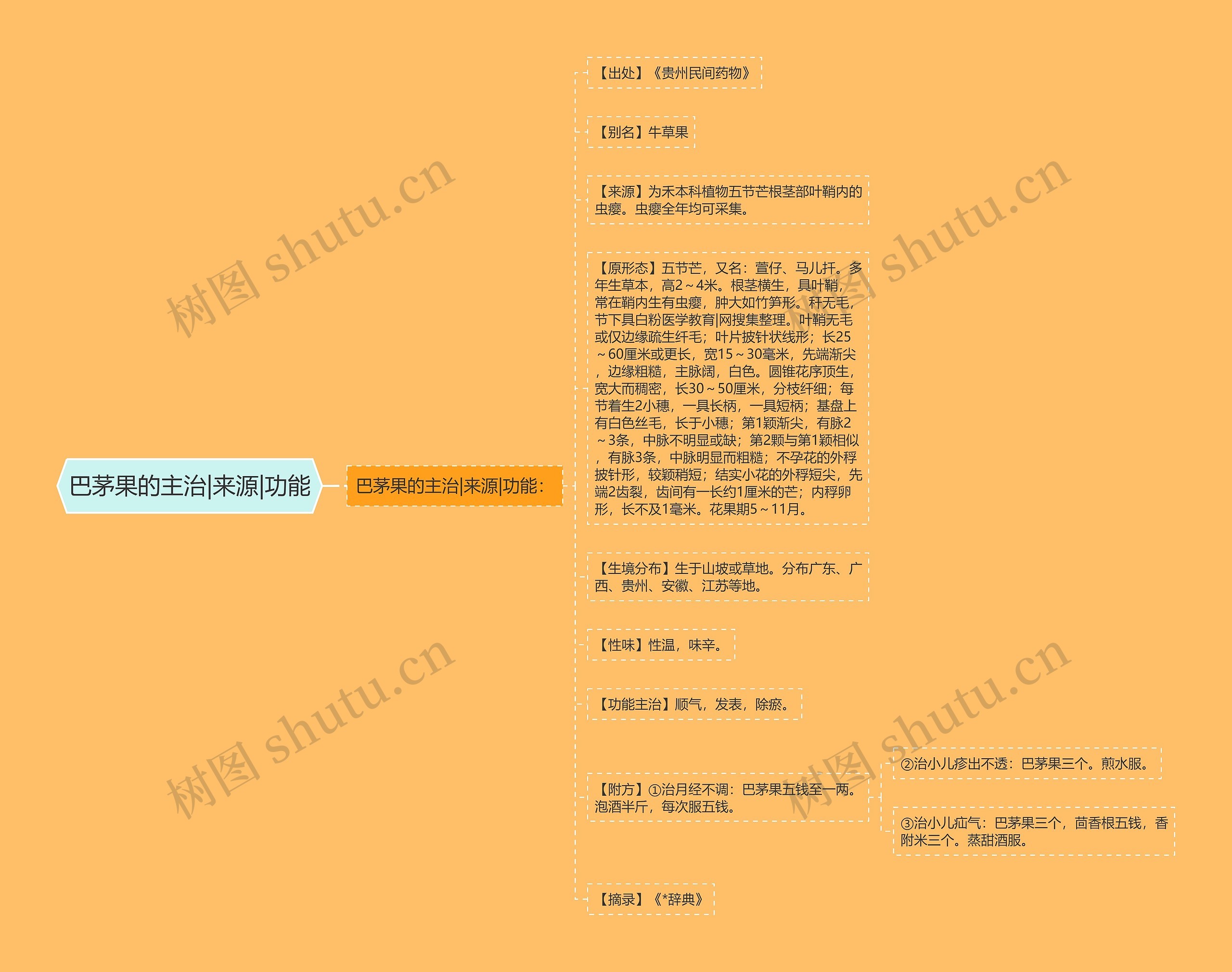 巴茅果的主治|来源|功能 巴茅果的主治|来源|功能