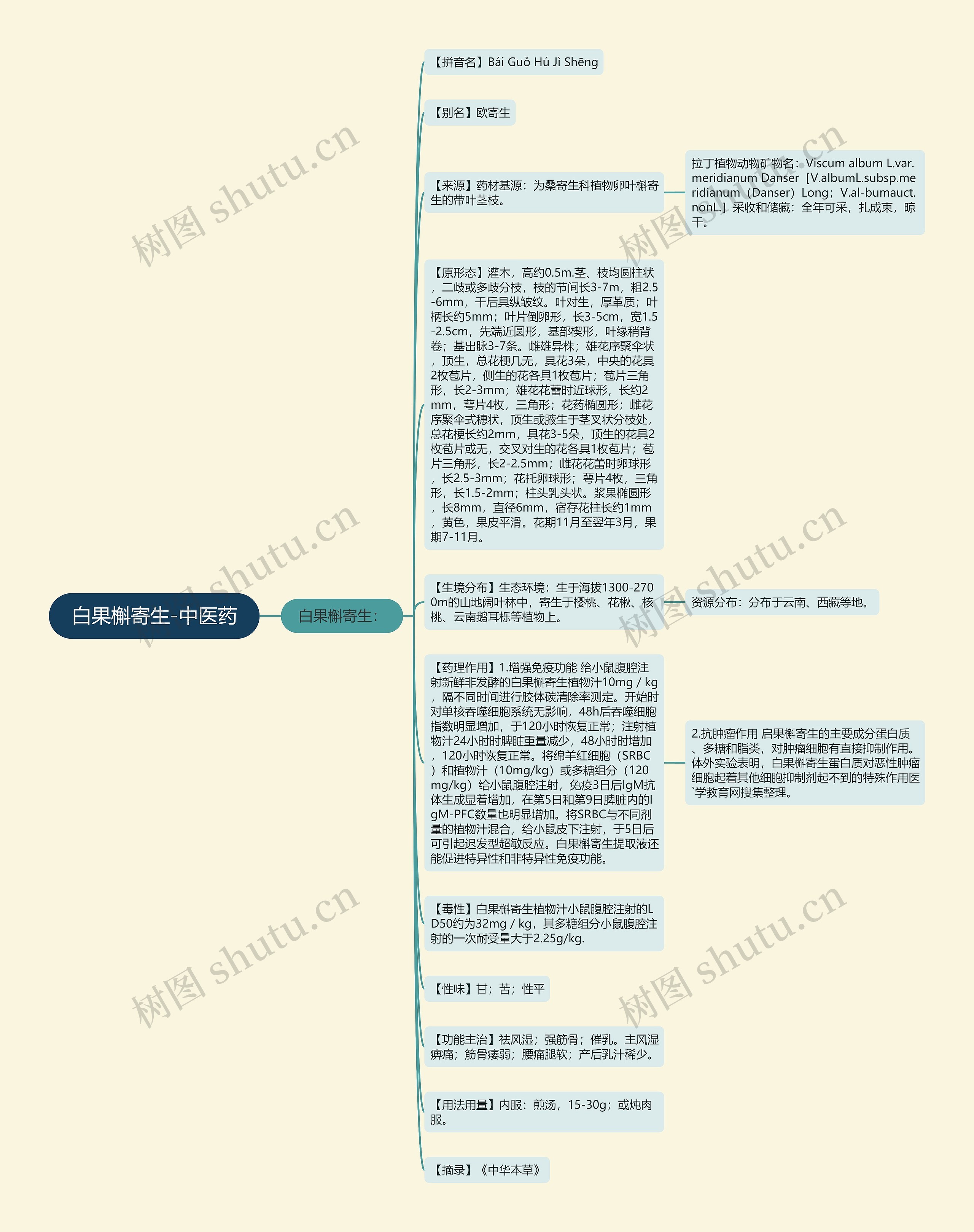 白果槲寄生-中医药思维导图