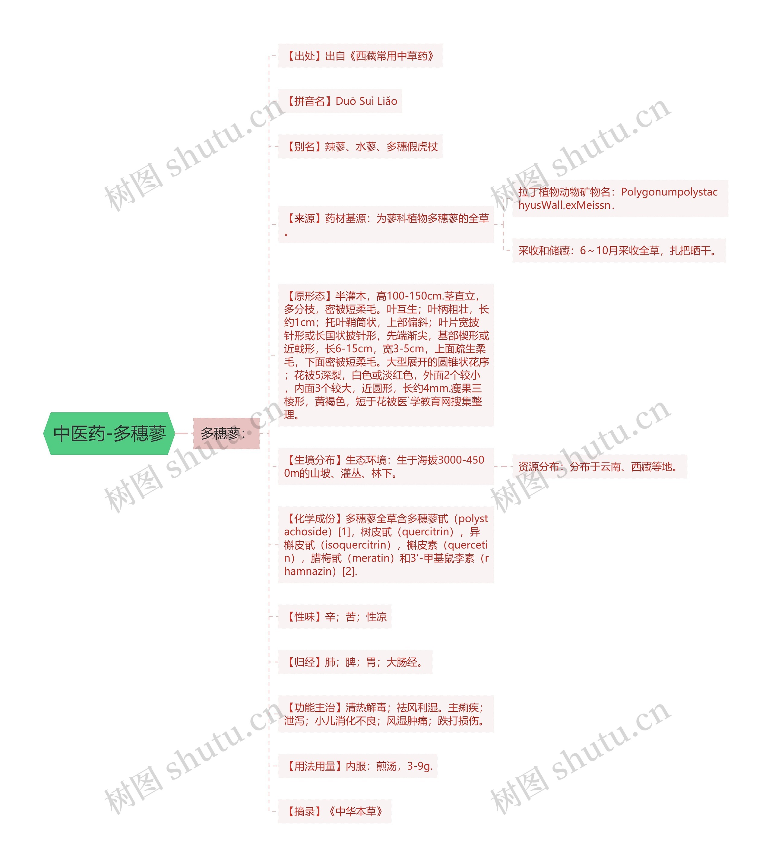 中医药-多穗蓼 中医药-多穗蓼