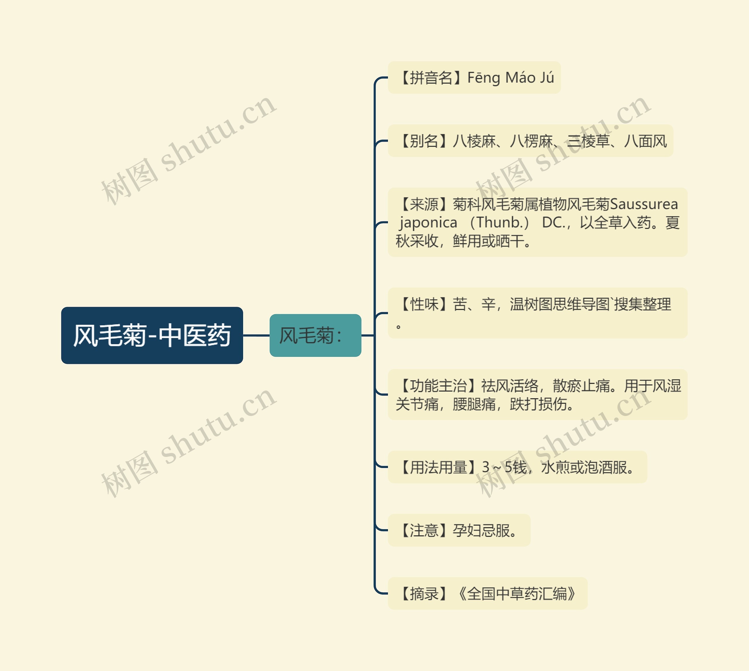 风毛菊-中医药思维导图