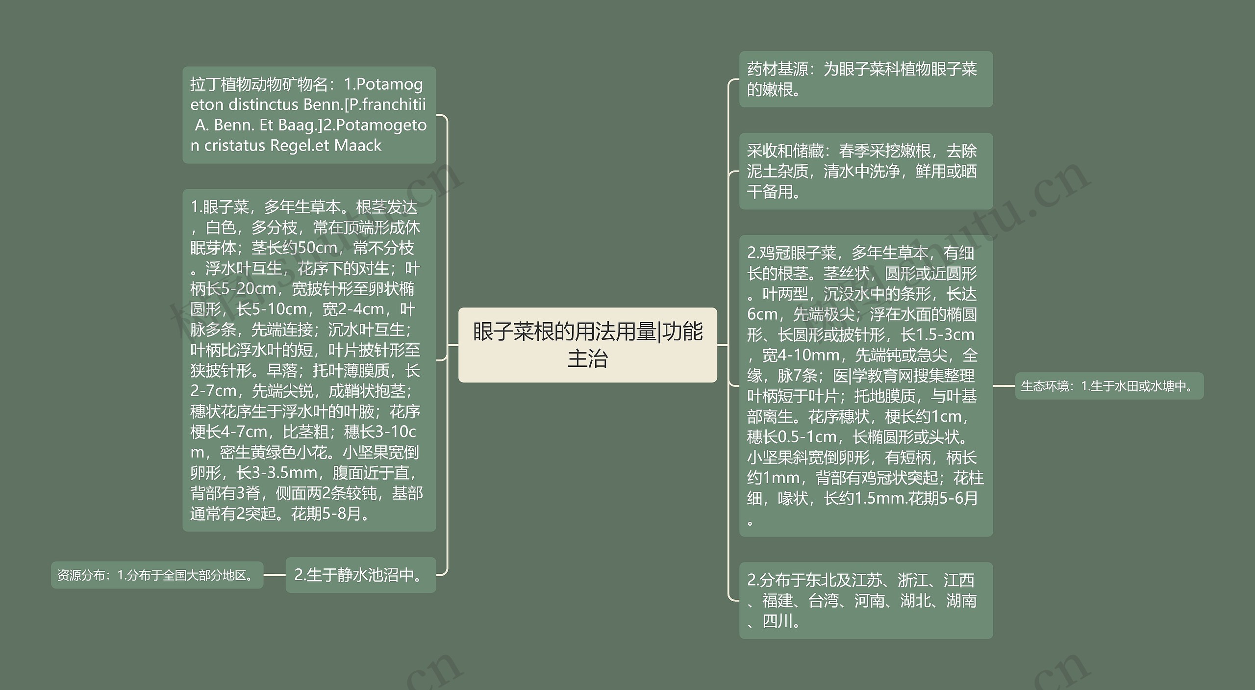 眼子菜根的用法用量|功能主治 眼子菜根的用法用量|功能主治