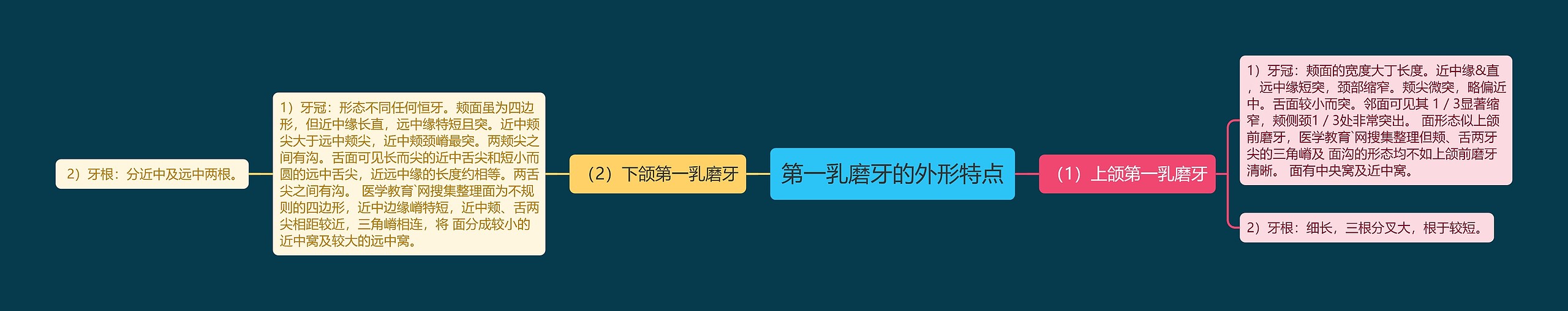 第一乳磨牙的外形特点 第一乳磨牙的外形特点