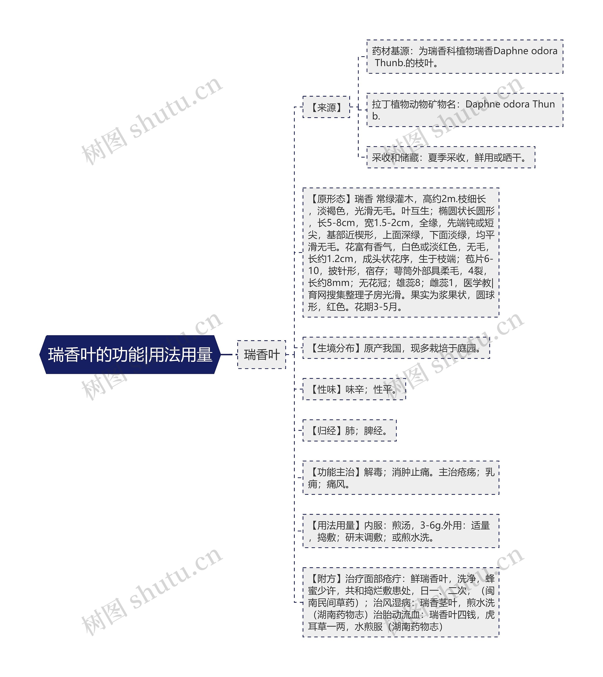 瑞香叶的功能|用法用量