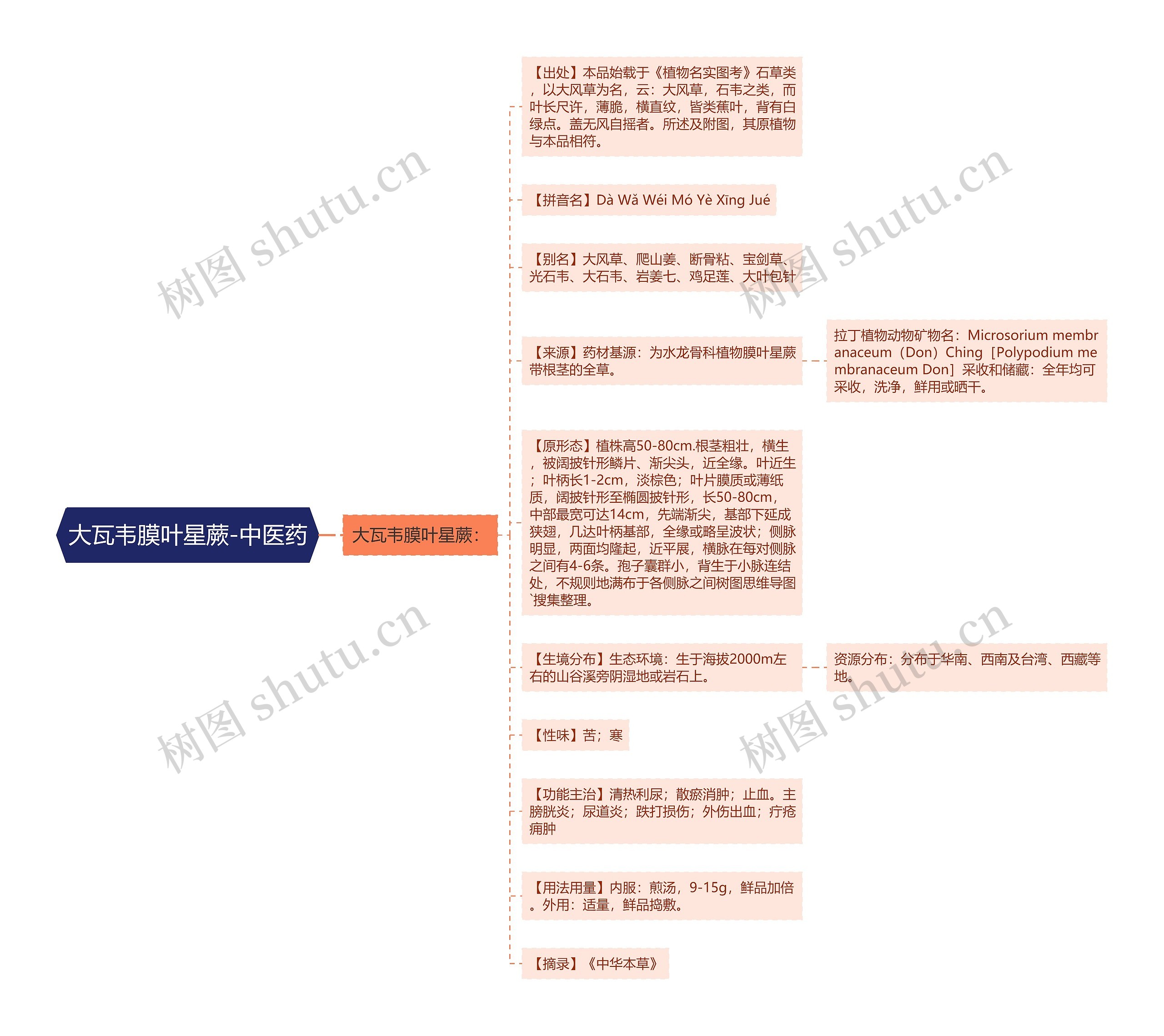 大瓦韦膜叶星蕨-中医药思维导图
