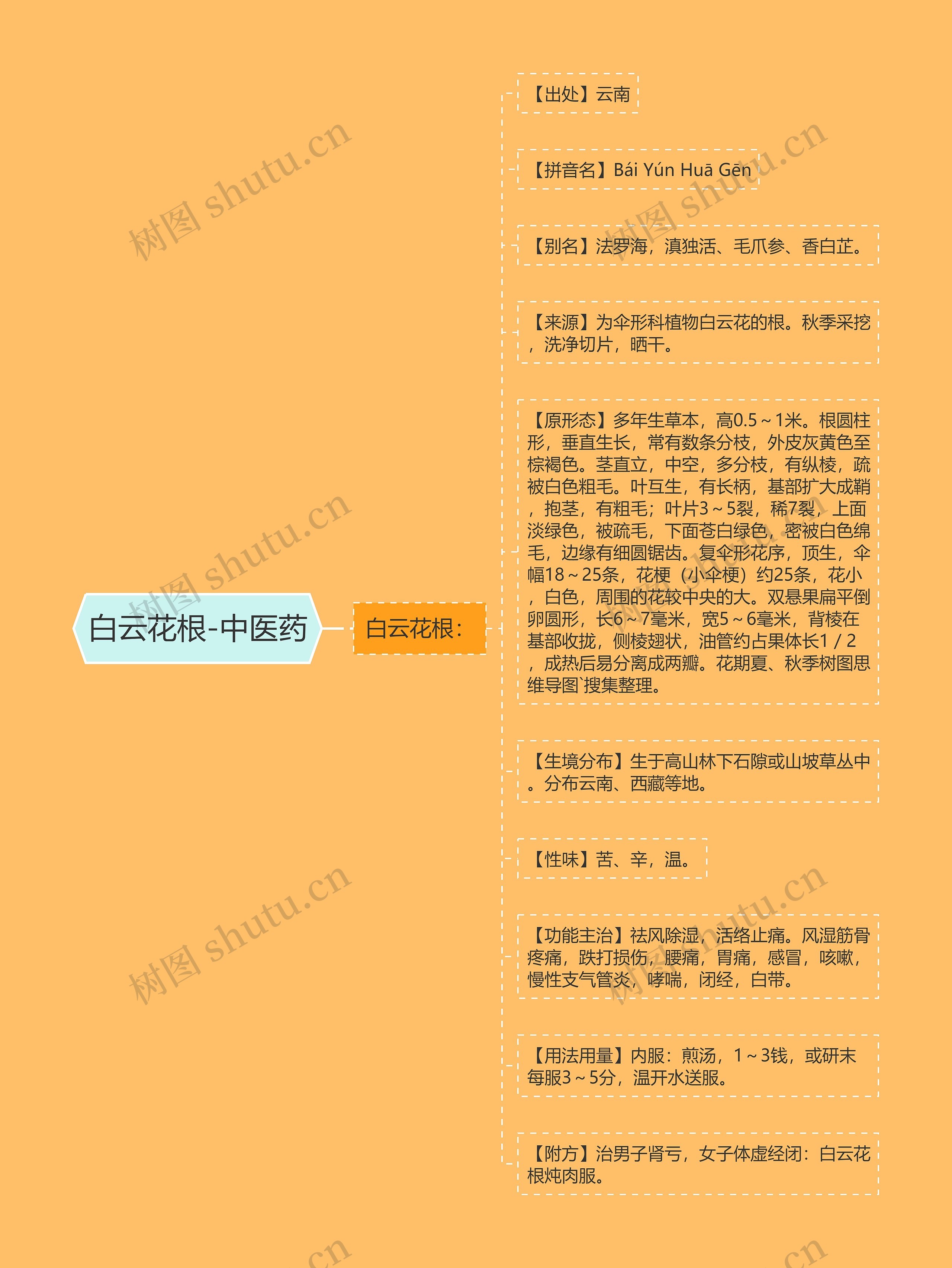 白云花根-中医药思维导图