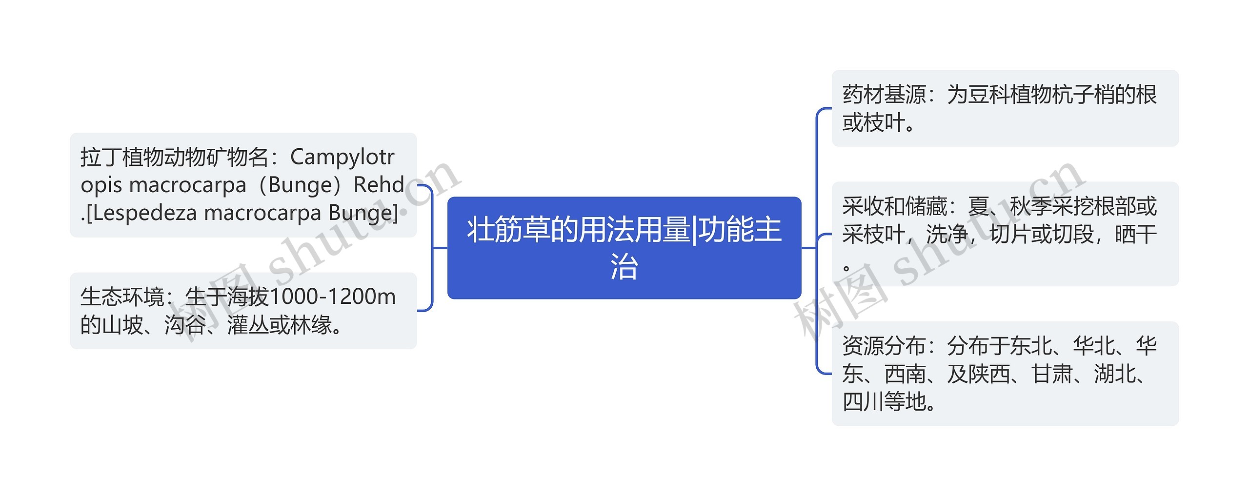 壮筋草的用法用量|功能主治思维导图