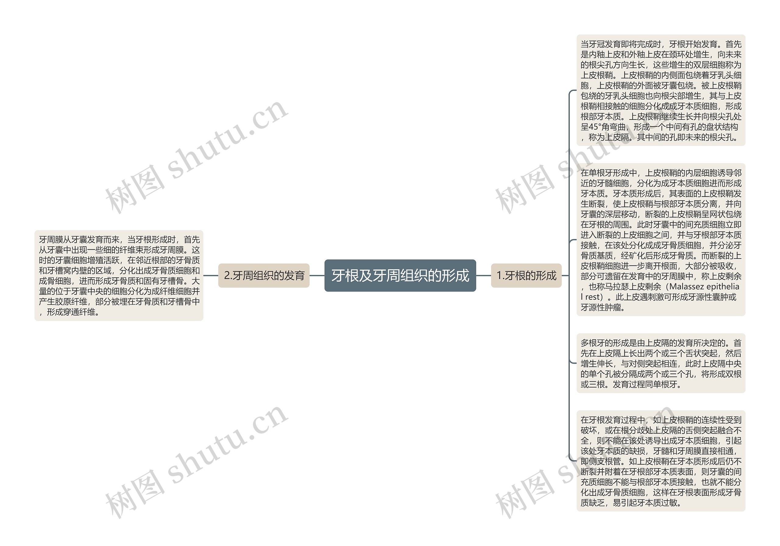 牙根及牙周组织的形成思维导图