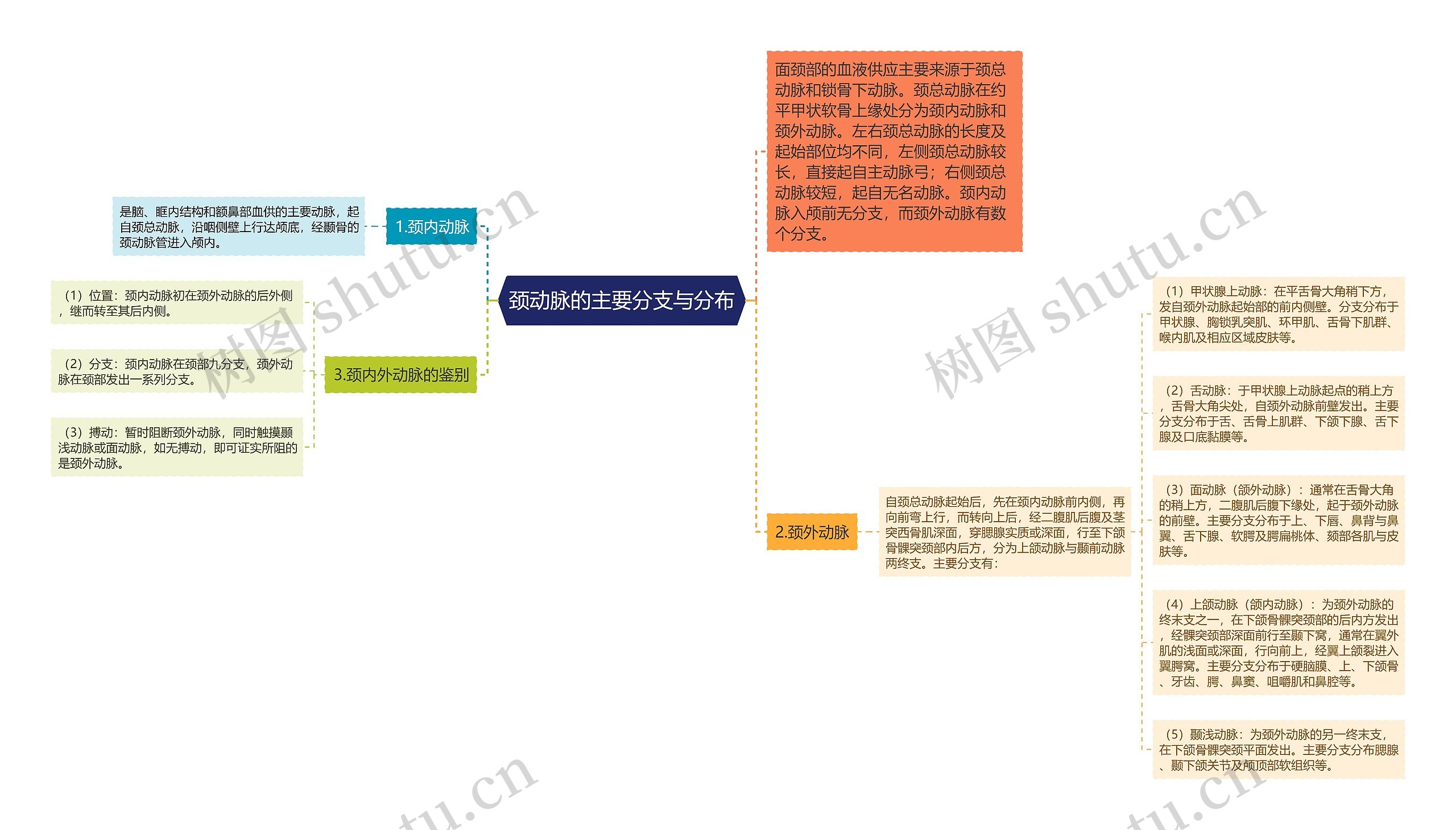 颈动脉的主要分支与分布思维导图