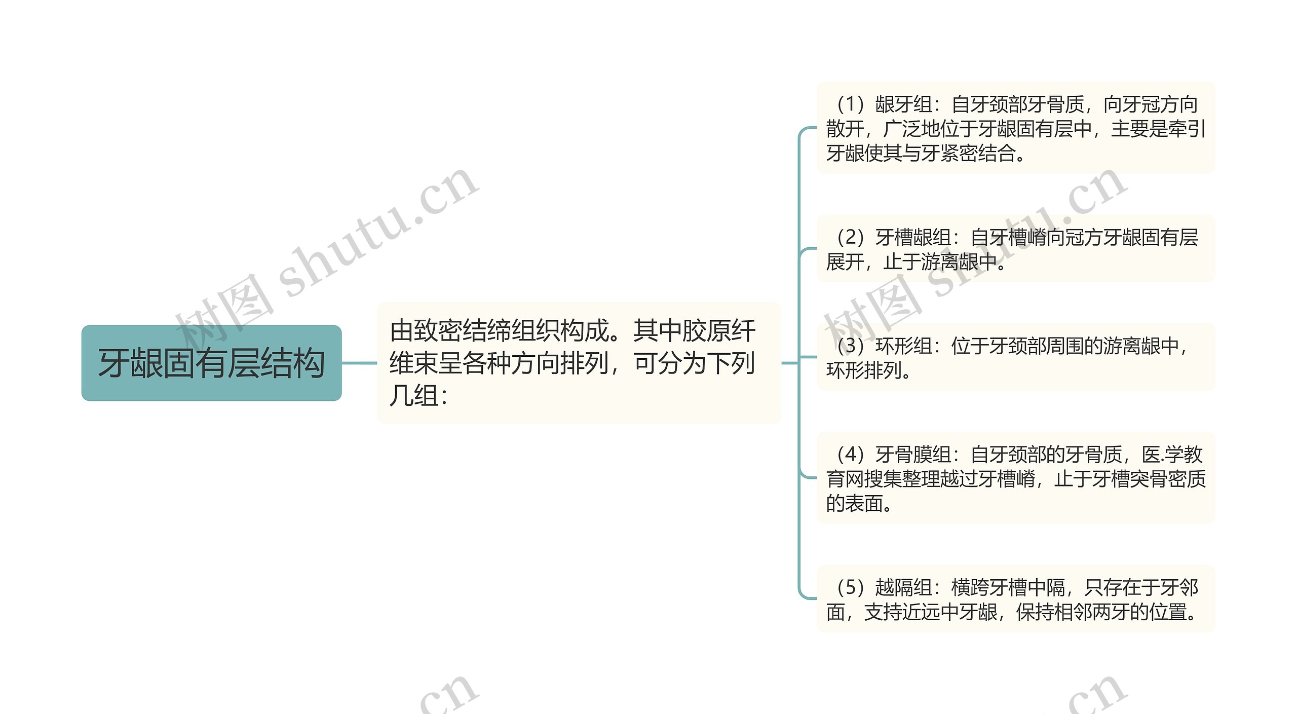 牙龈固有层结构思维导图