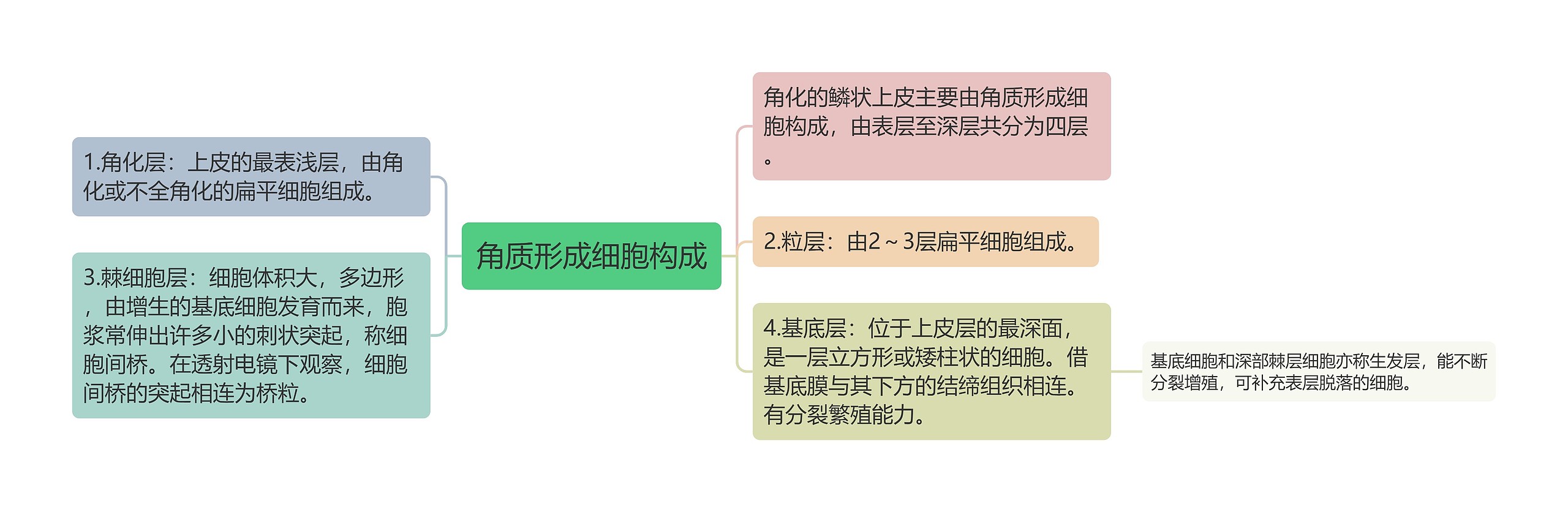 角质形成细胞构成思维导图