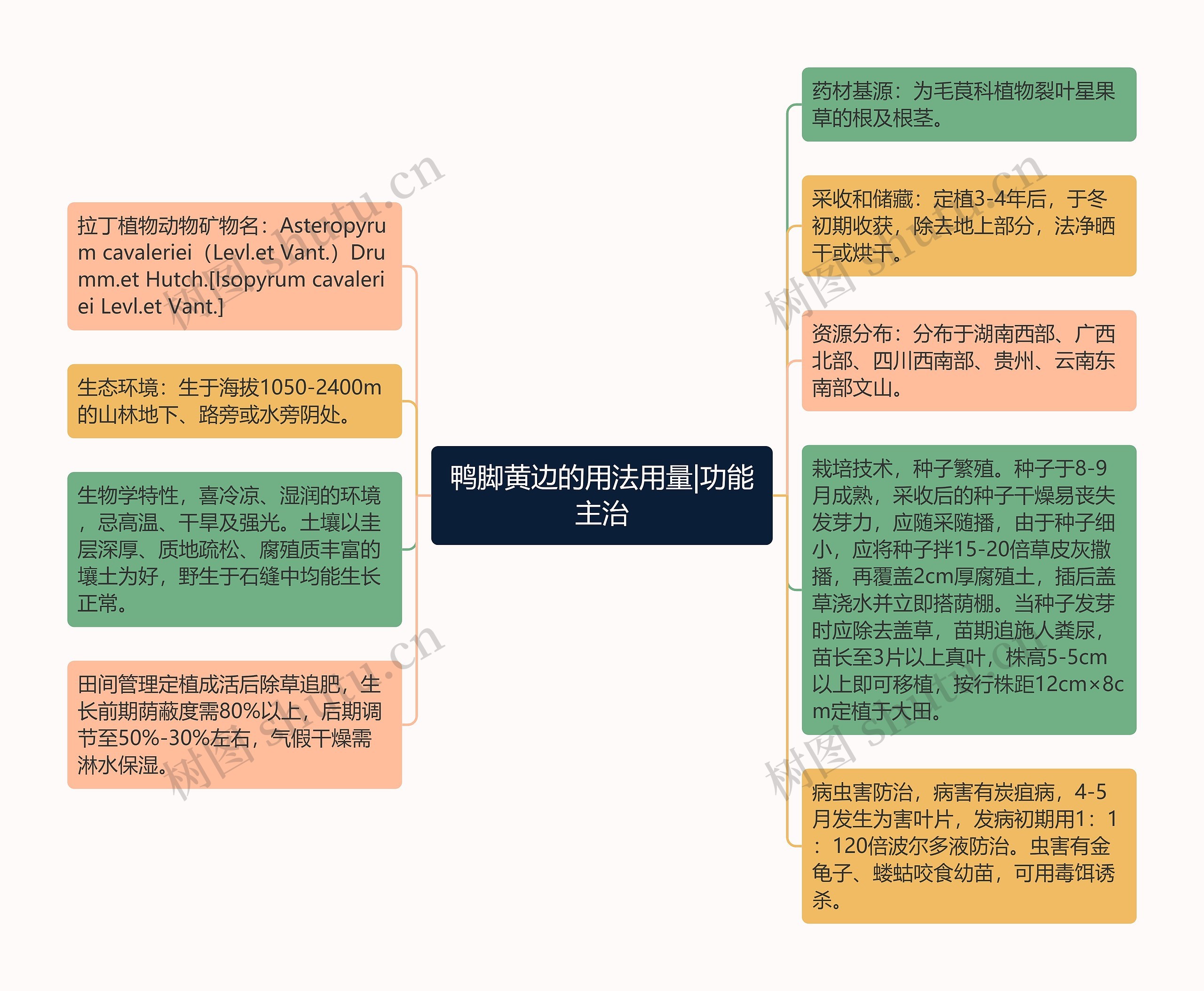 鸭脚黄边的用法用量|功能主治