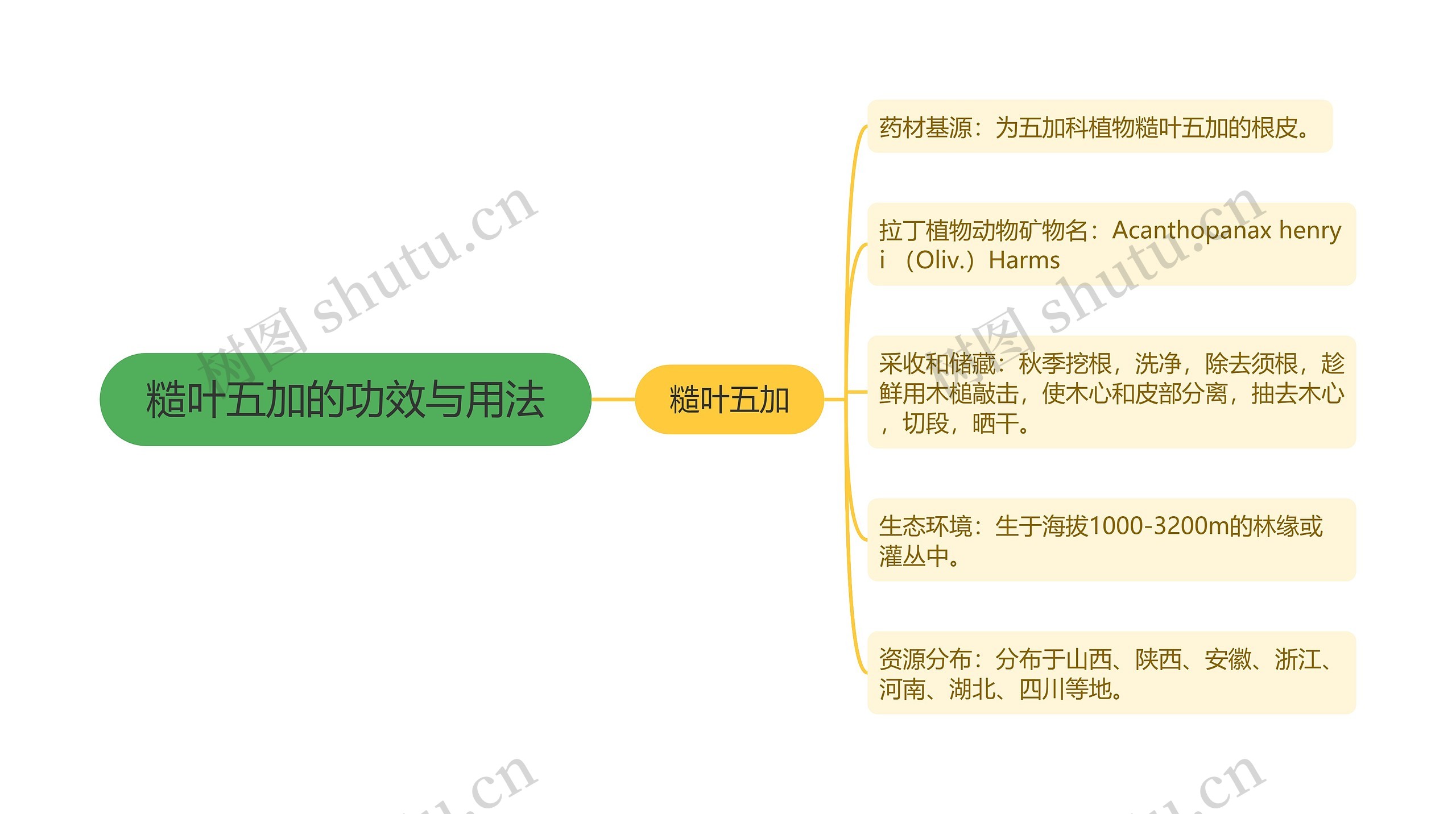 糙叶五加的功效与用法思维导图