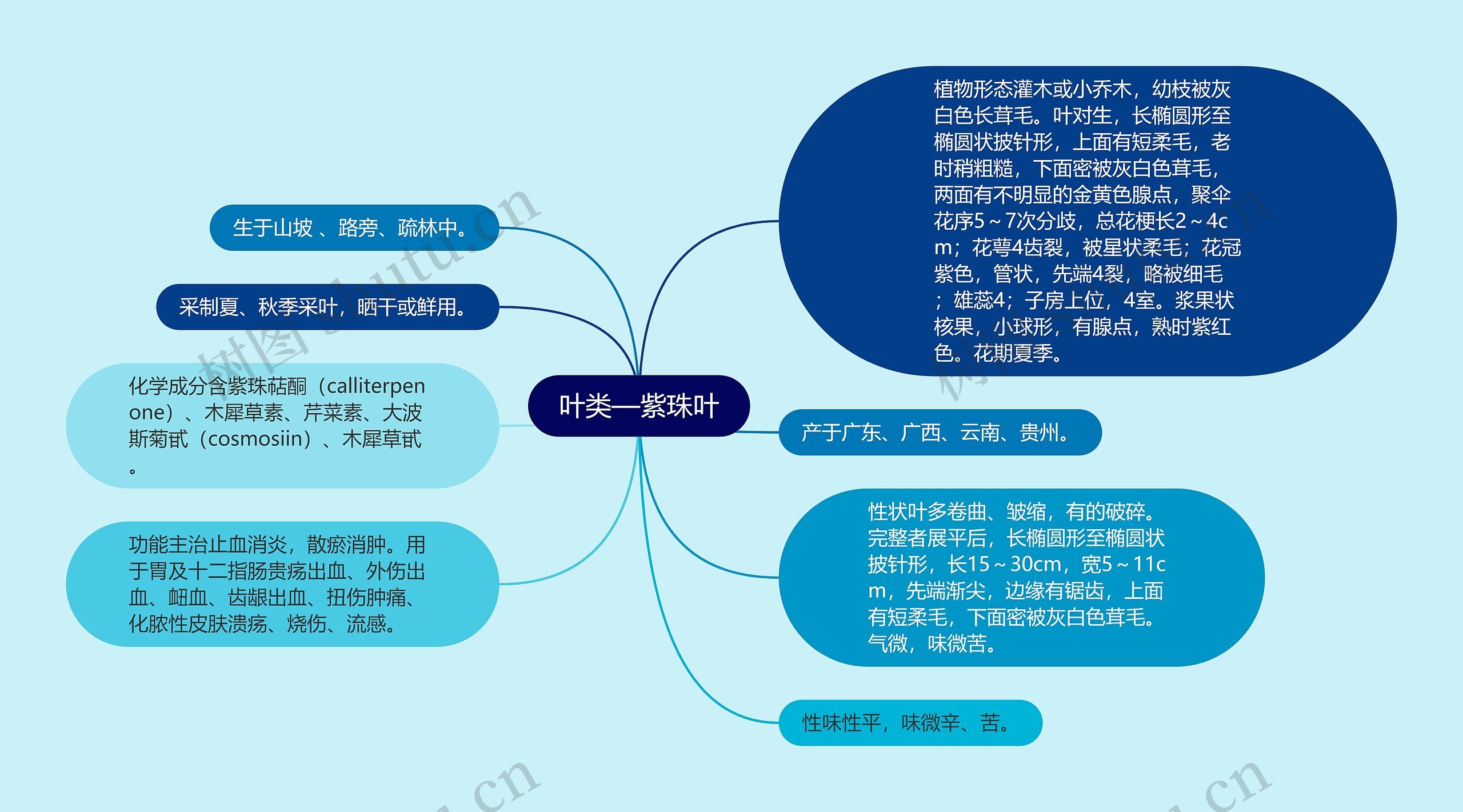 叶类—紫珠叶思维导图