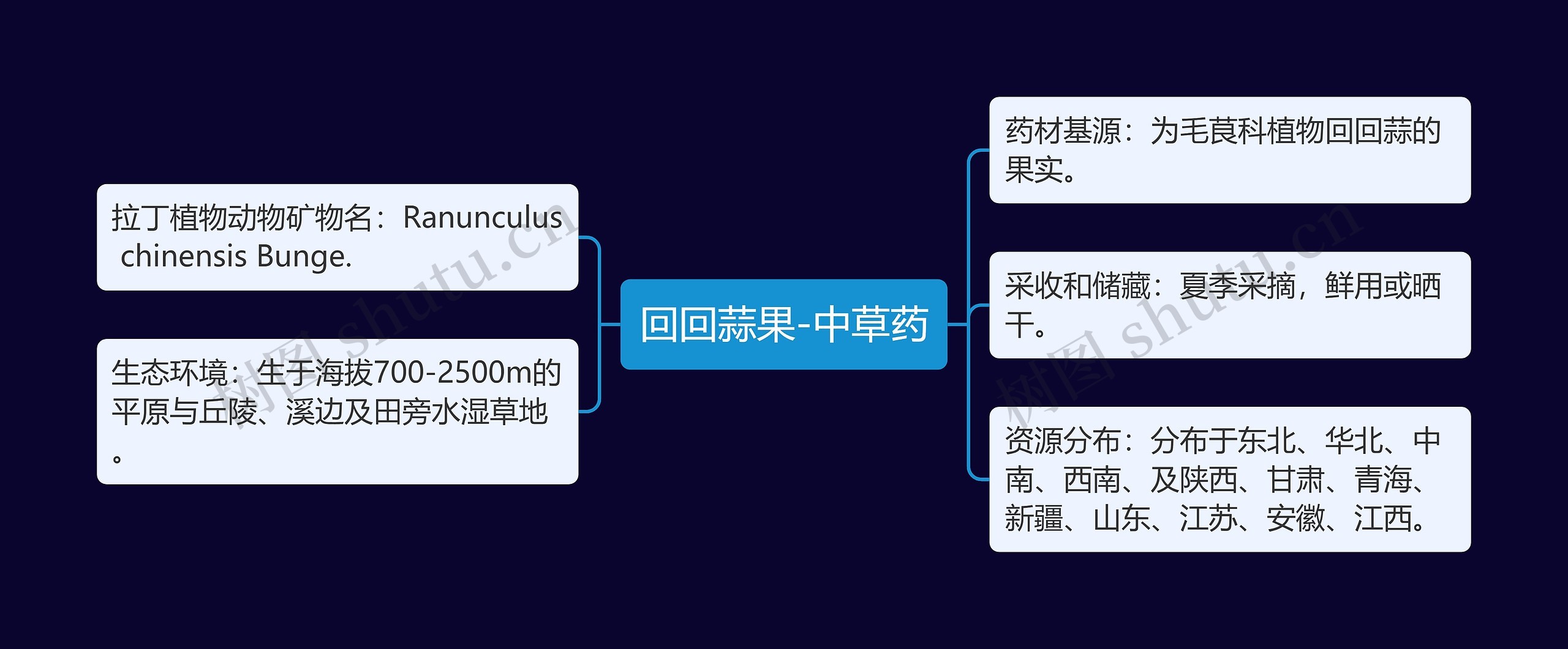 回回蒜果-中草药思维导图