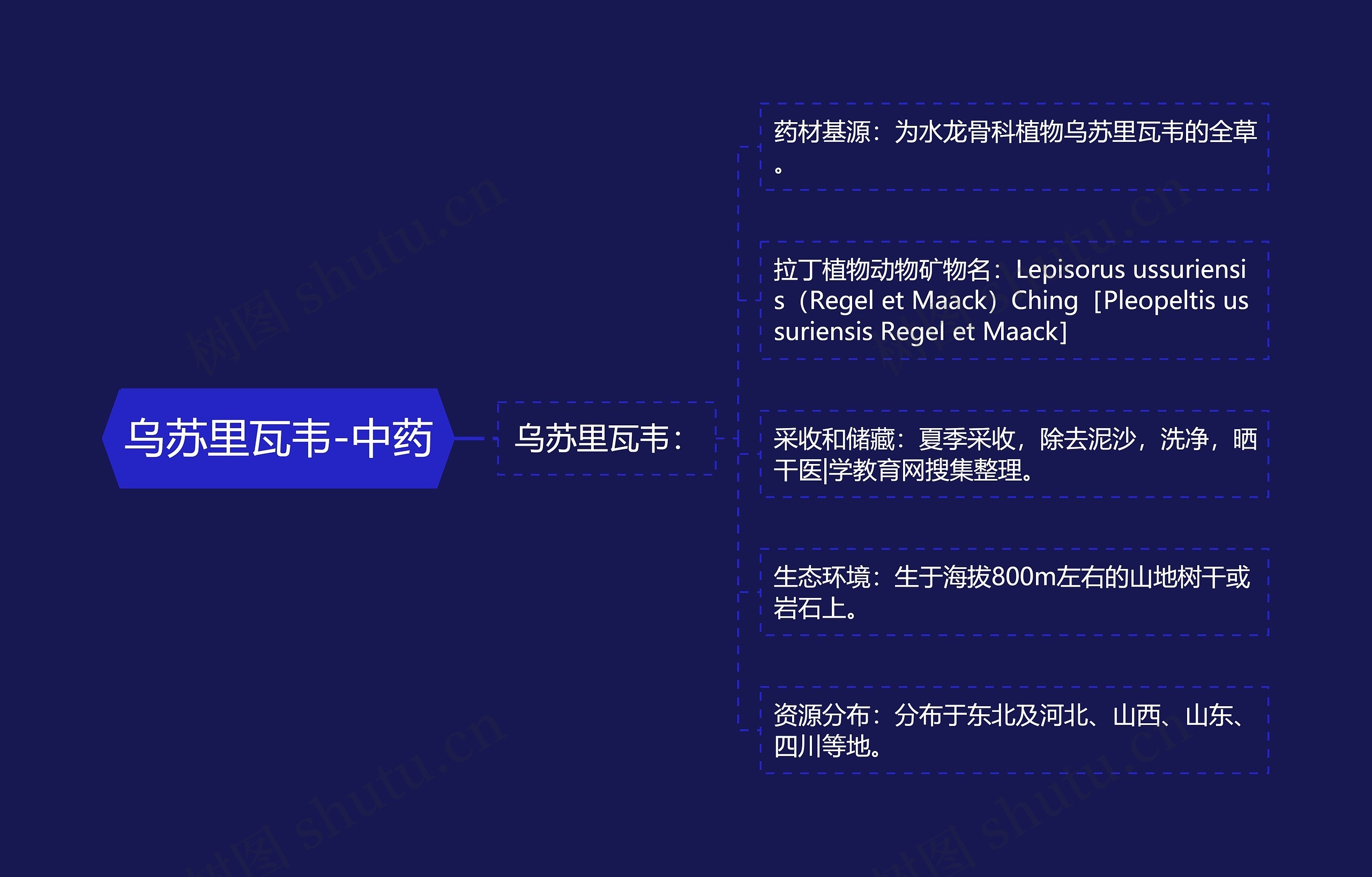 乌苏里瓦韦-中药思维导图