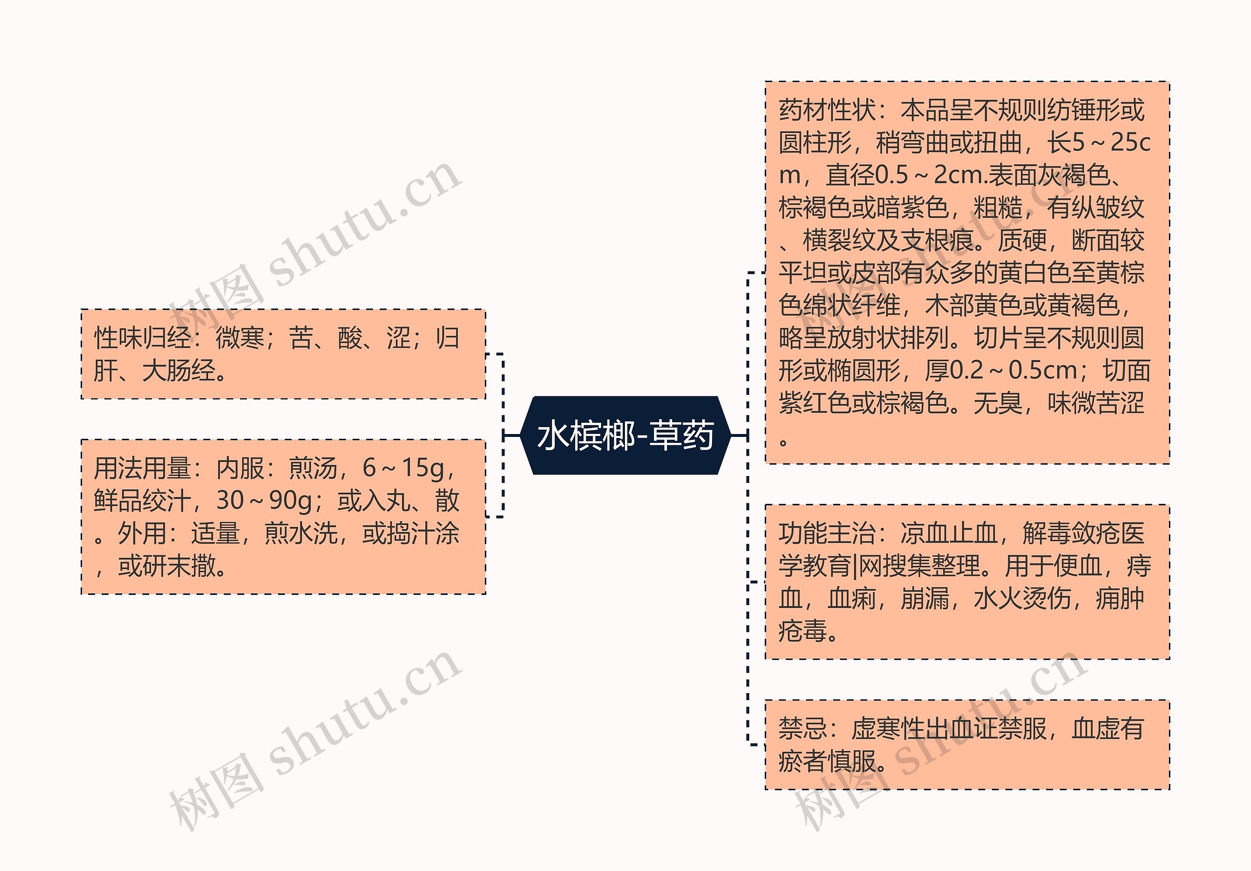 水槟榔-草药 水槟榔-草药