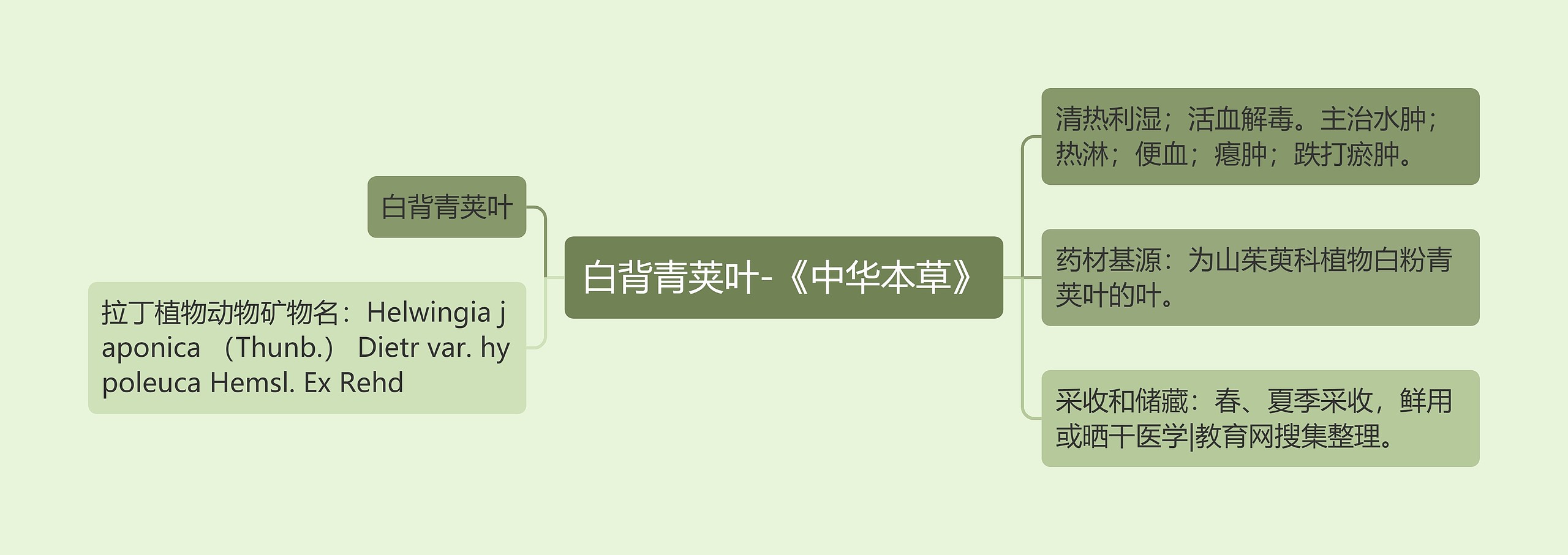 白背青荚叶-《中华本草》 白背青荚叶-《中华本草》
