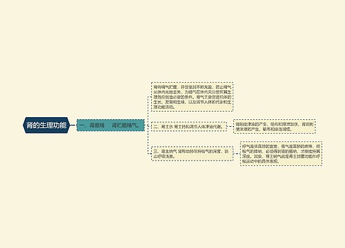 肾的生理功能