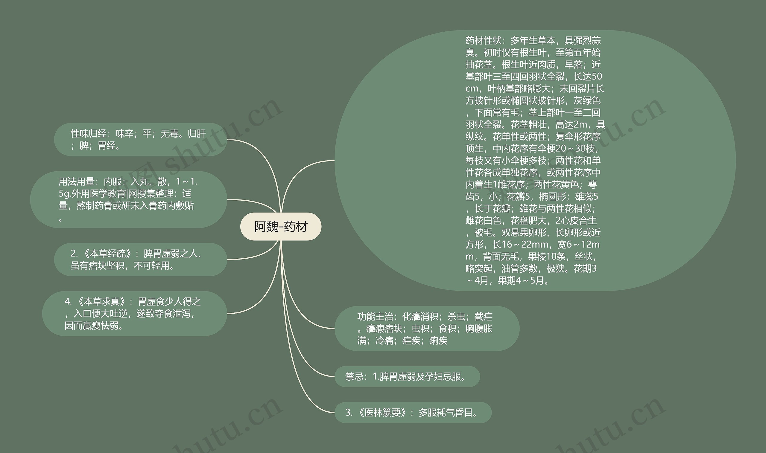 阿魏-药材思维导图