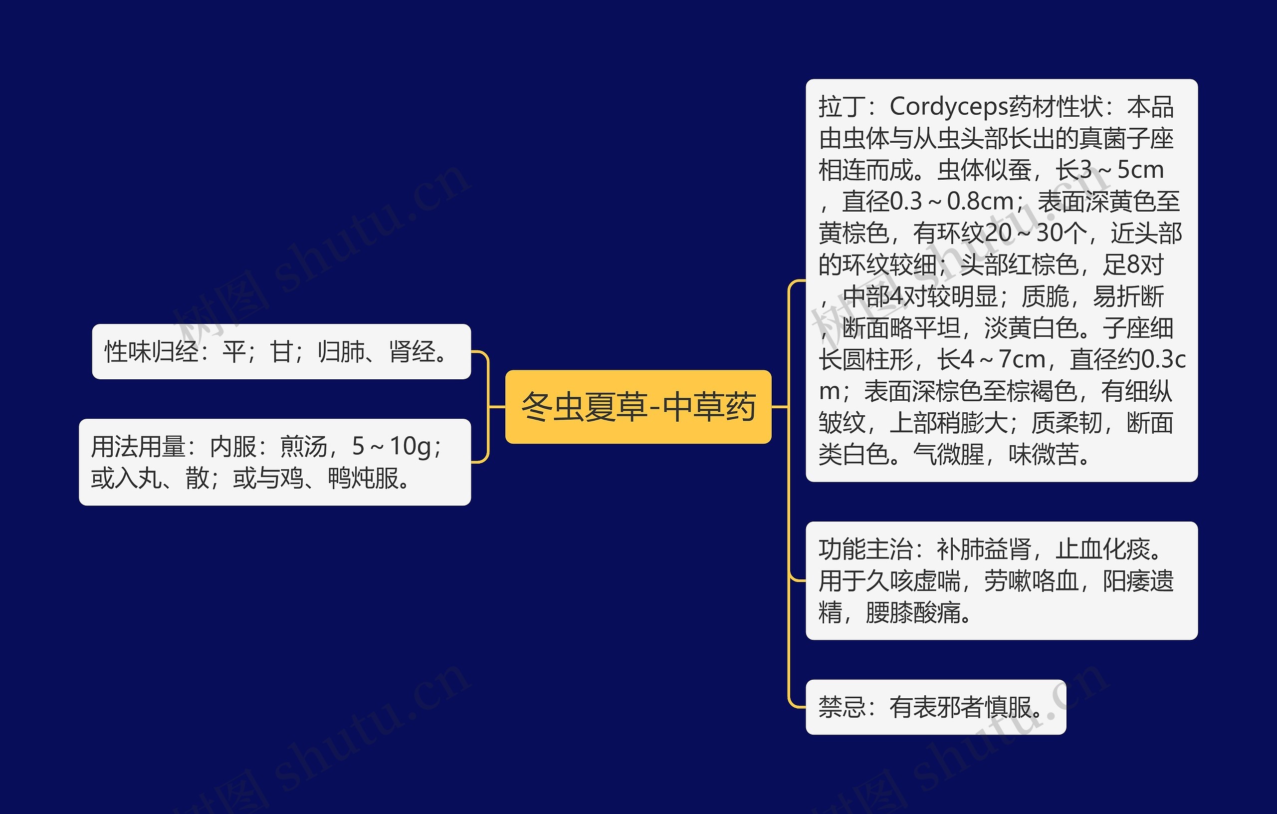 冬虫夏草-中草药思维导图