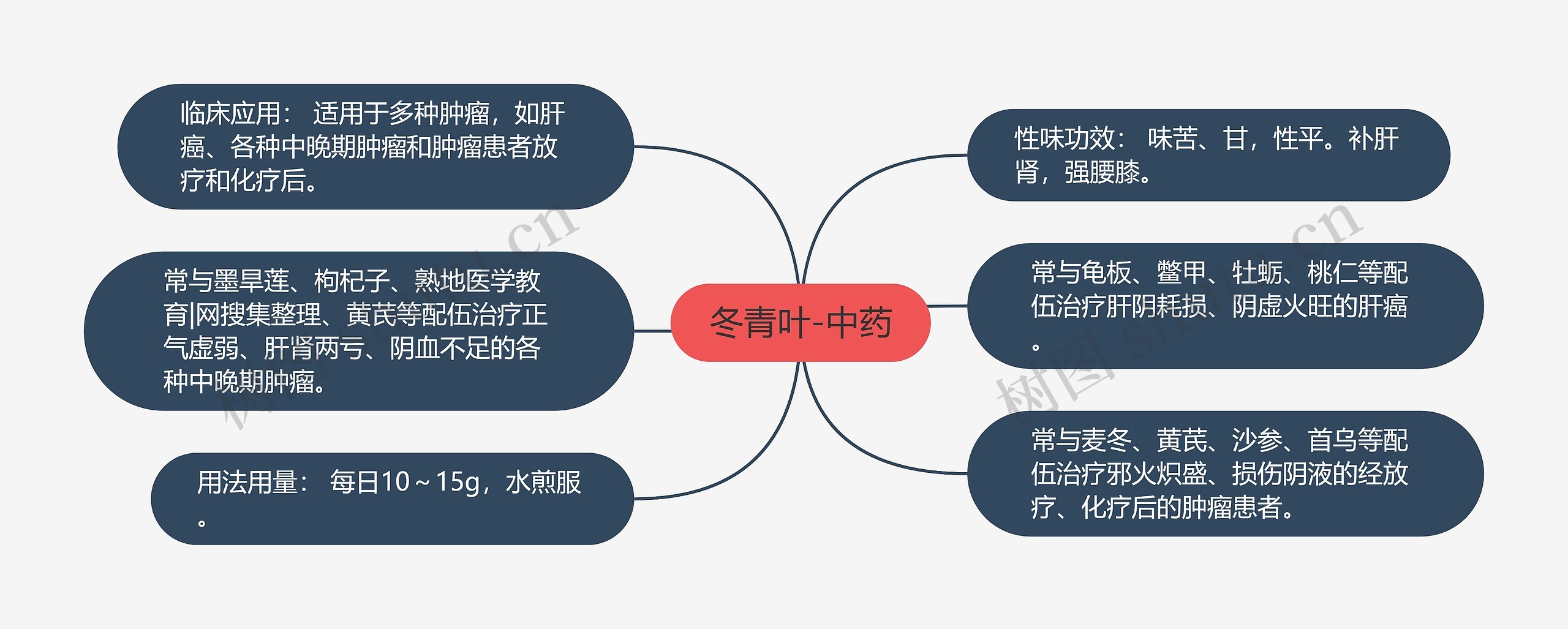 冬青叶-中药 冬青叶-中药