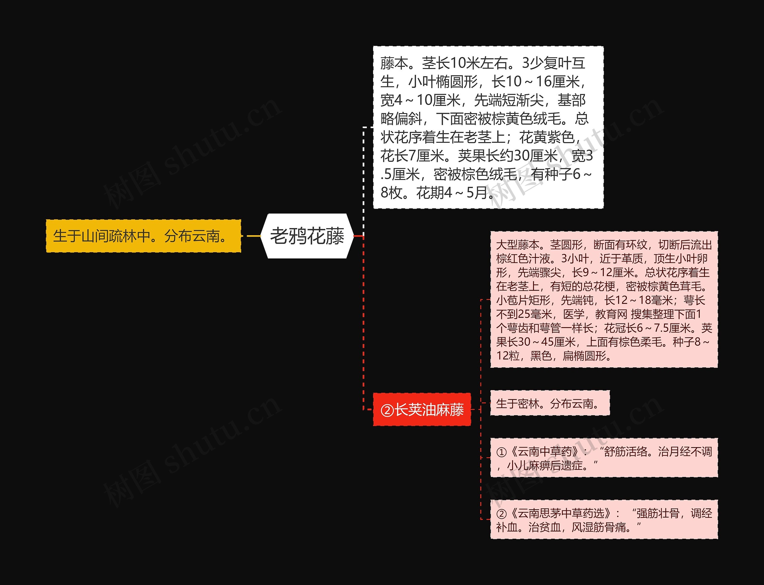 老鸦花藤思维导图