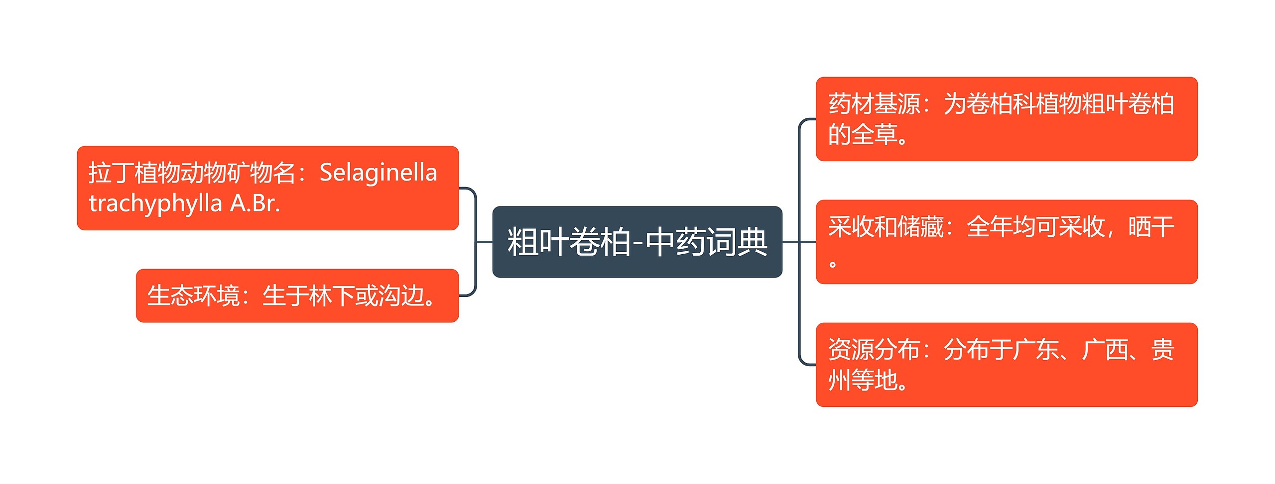 粗叶卷柏-中药词典 粗叶卷柏-中药词典
