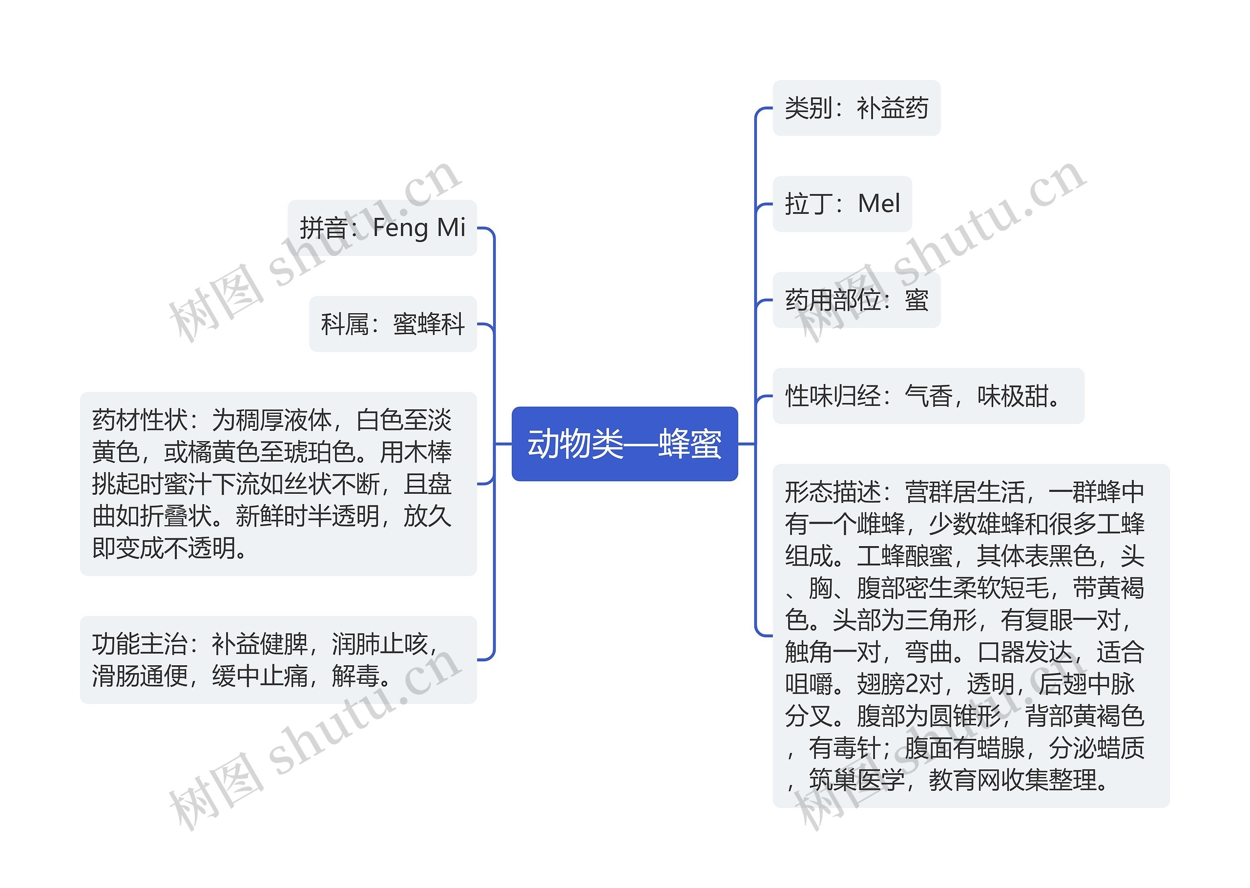 动物类—蜂蜜思维导图