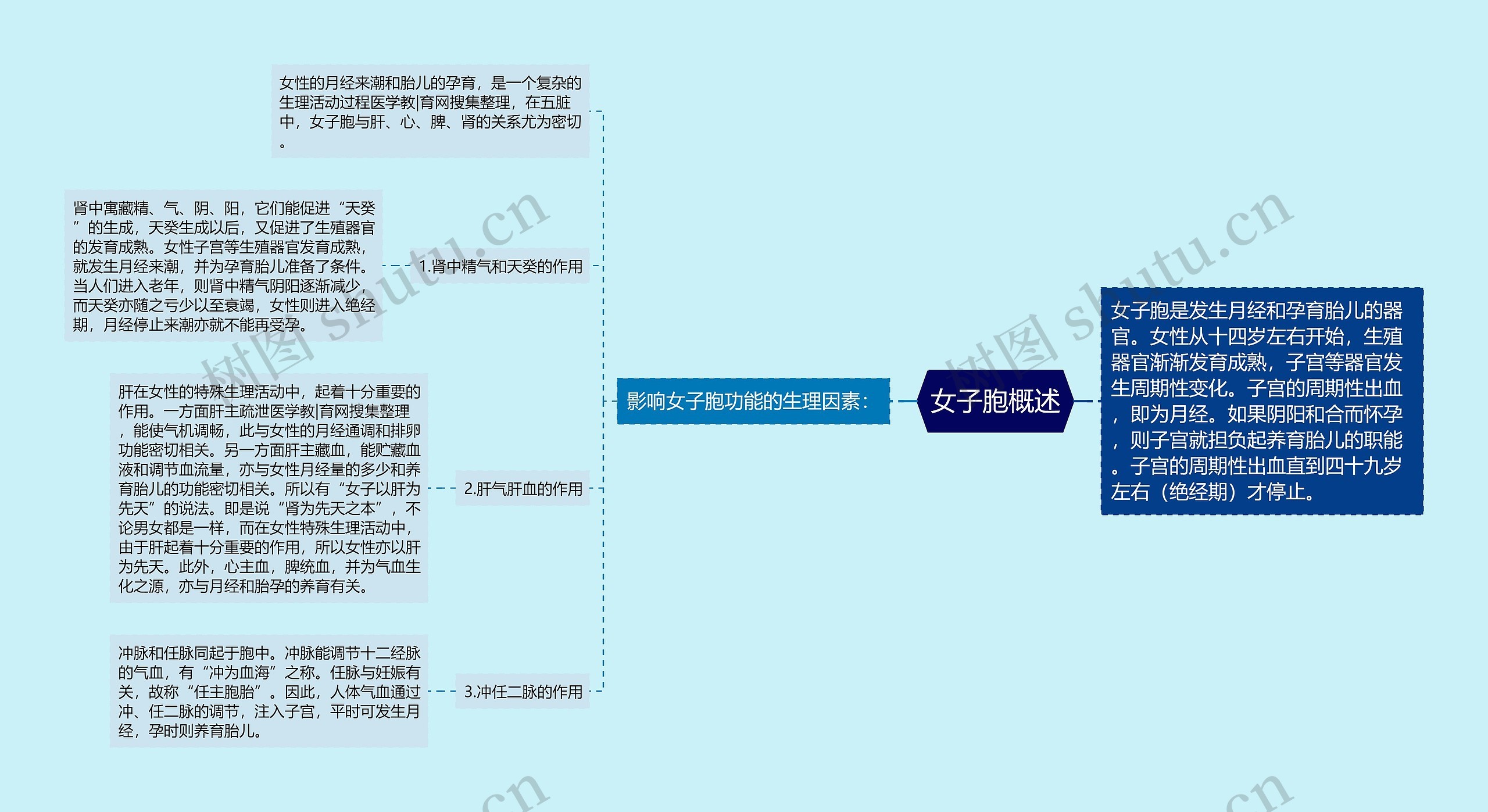 女子胞概述