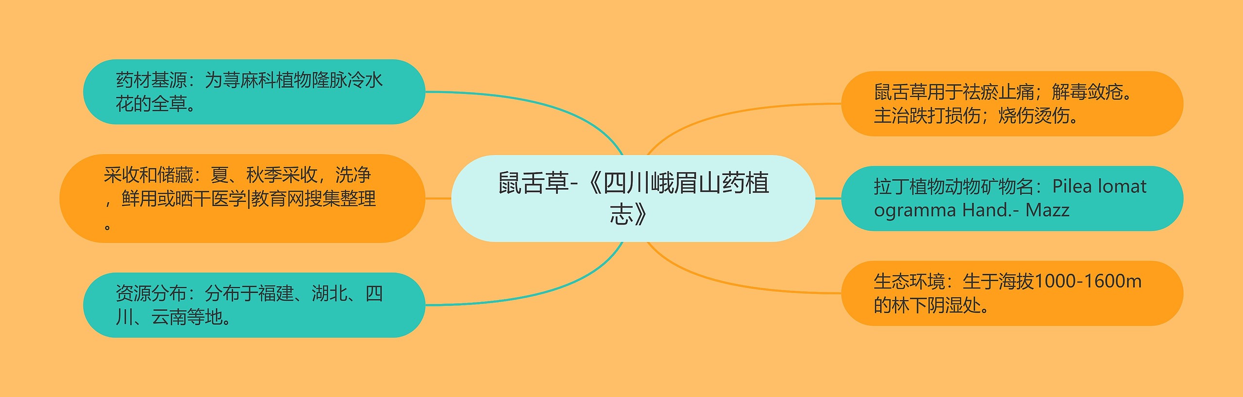 鼠舌草-《四川峨眉山药植志》 鼠舌草-《四川峨眉山药植志》