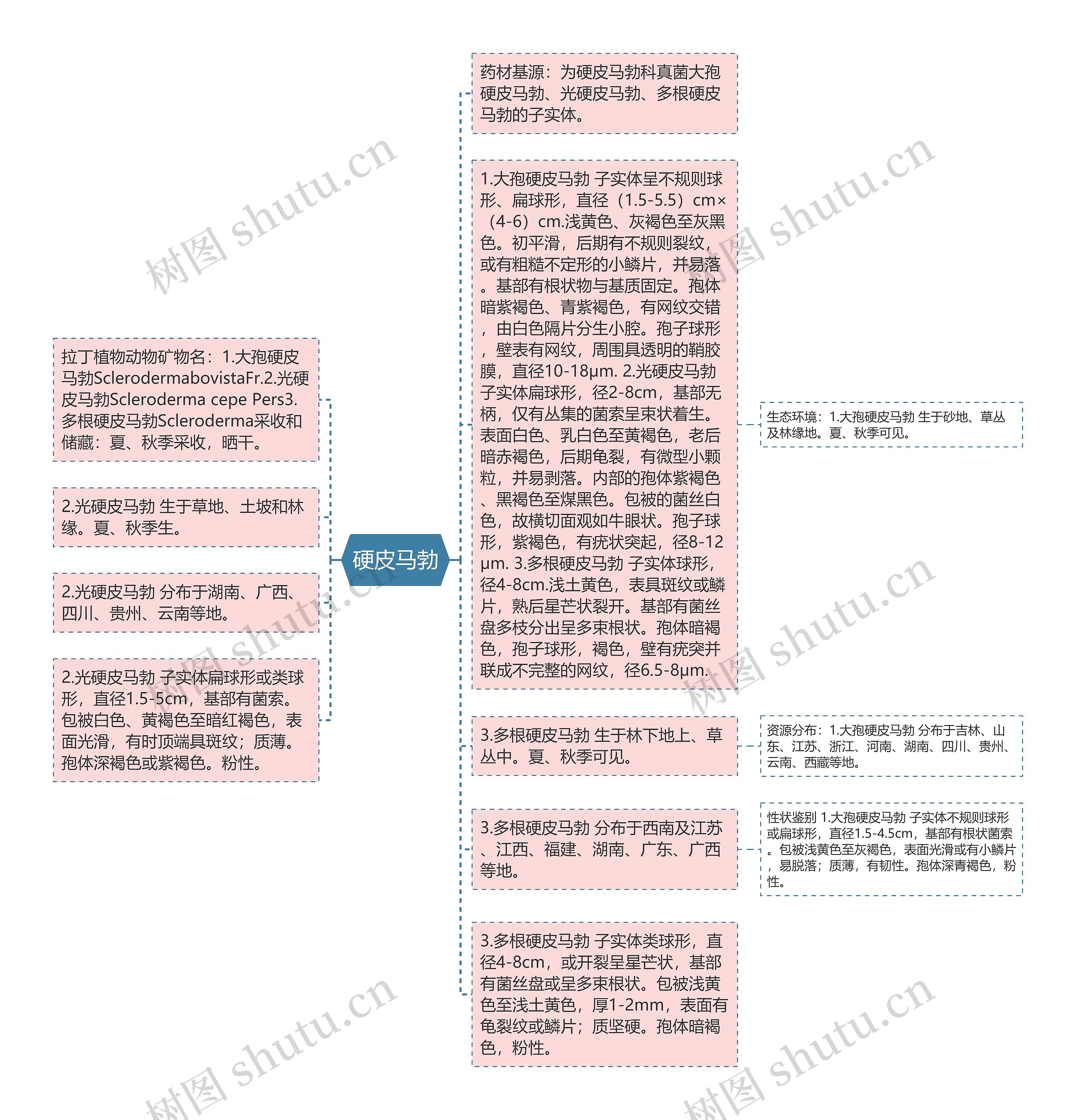 硬皮马勃思维导图