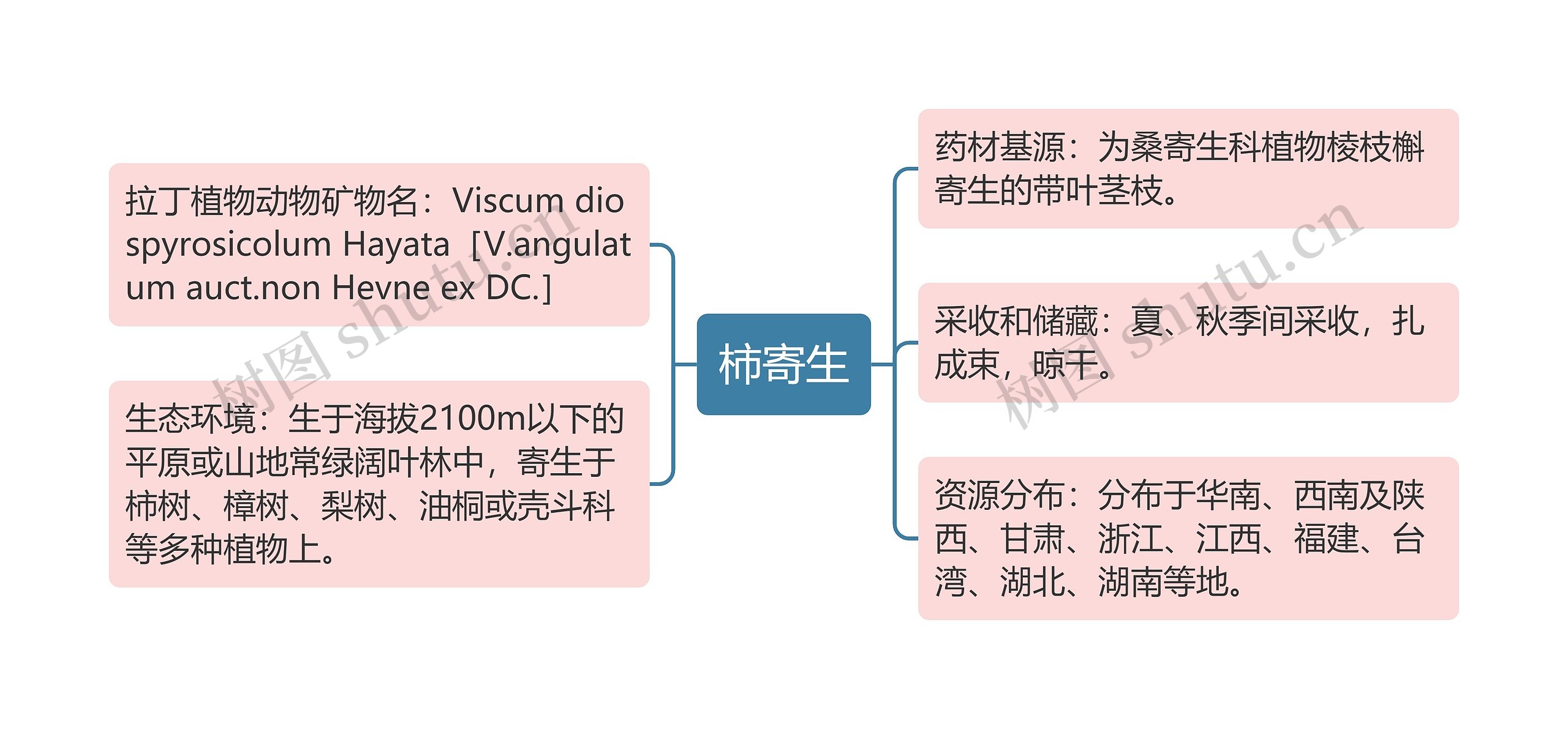 柿寄生思维导图