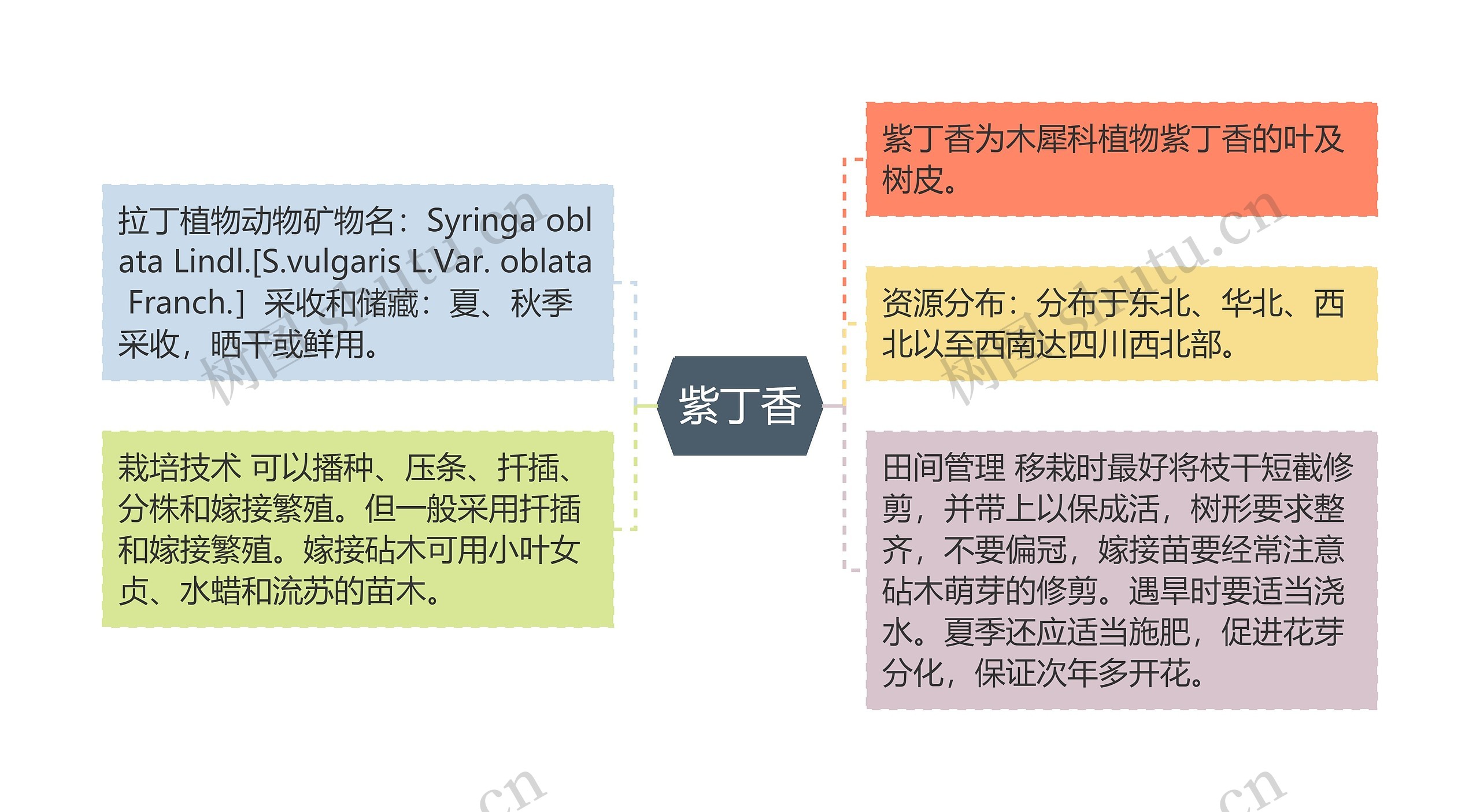 紫丁香思维导图