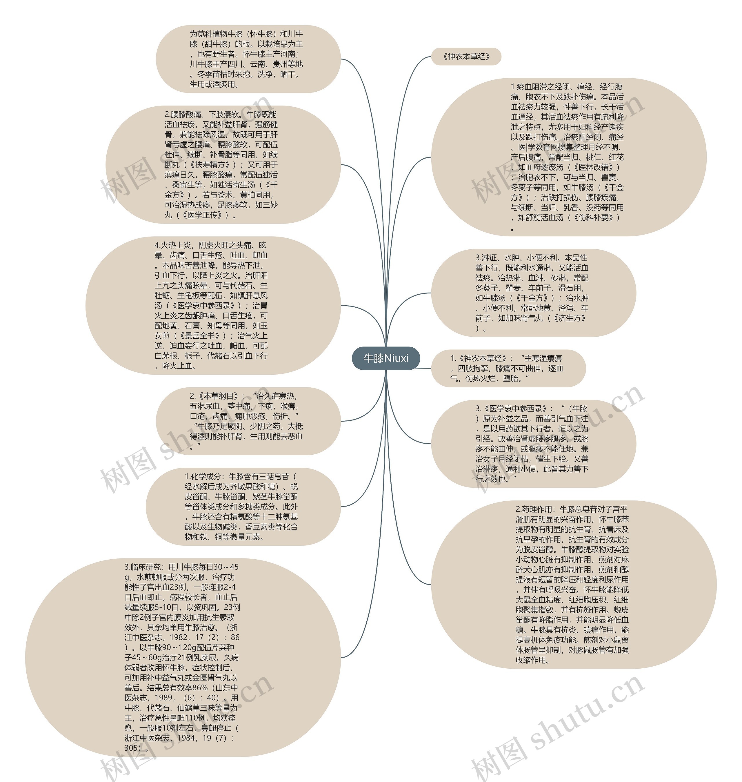 牛膝Niuxi思维导图