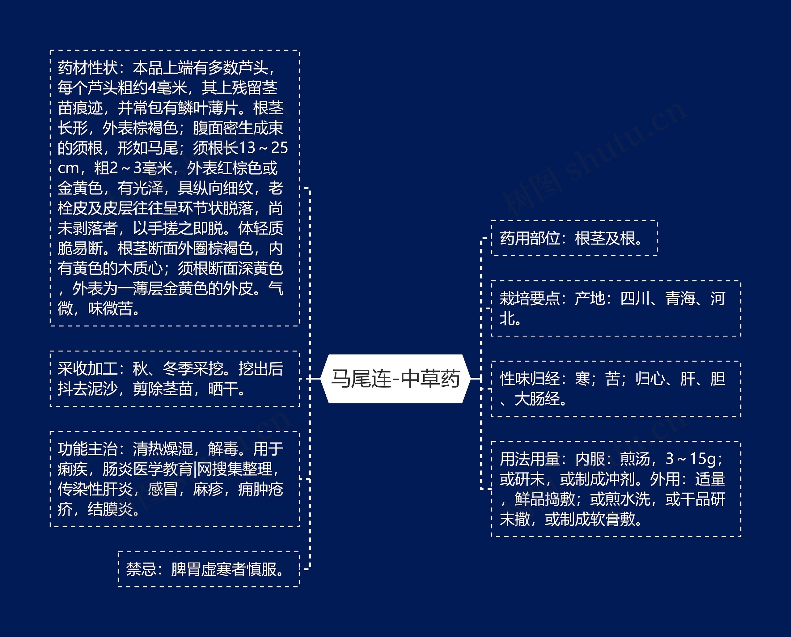 马尾连-中草药思维导图