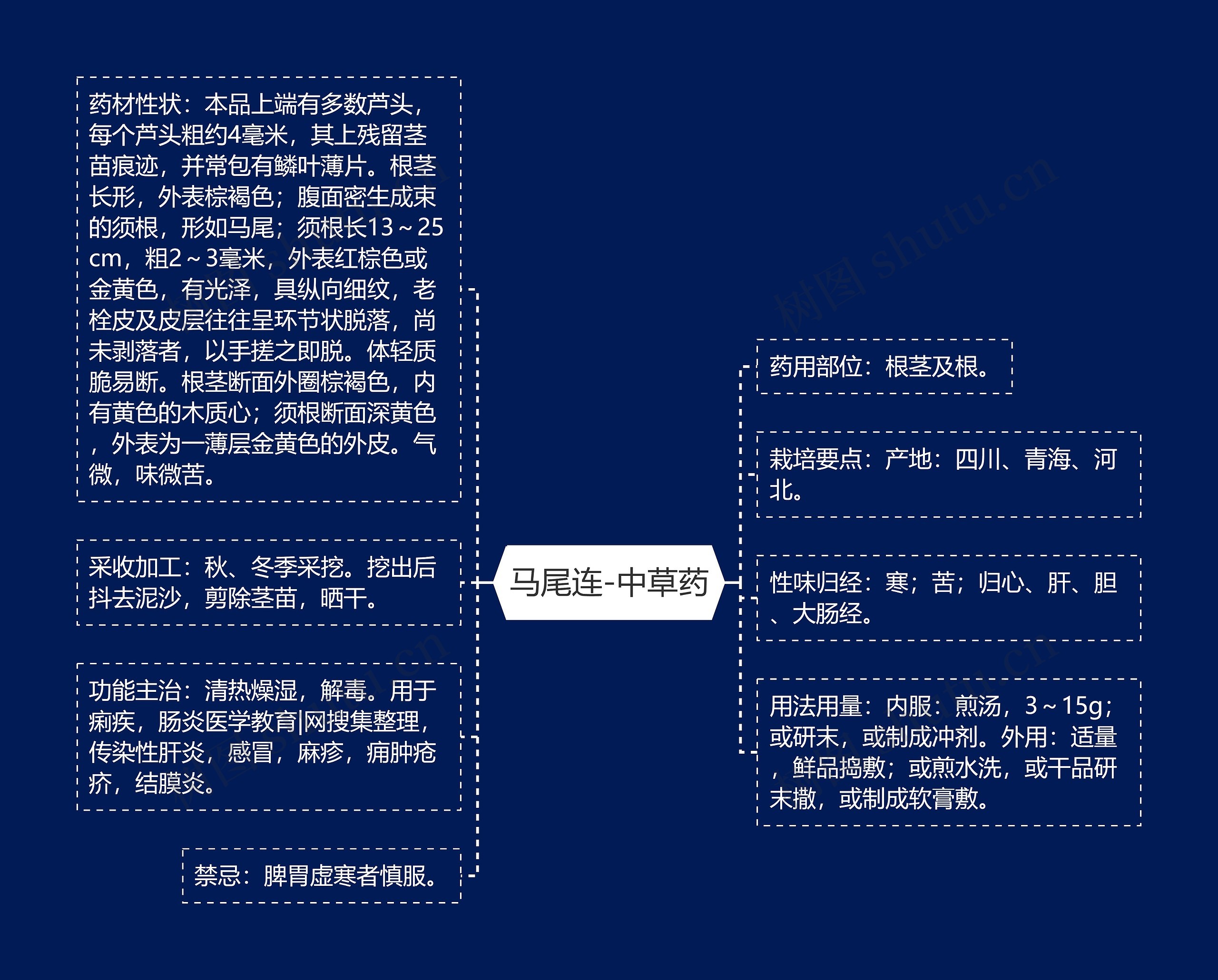 马尾连-中草药 马尾连-中草药