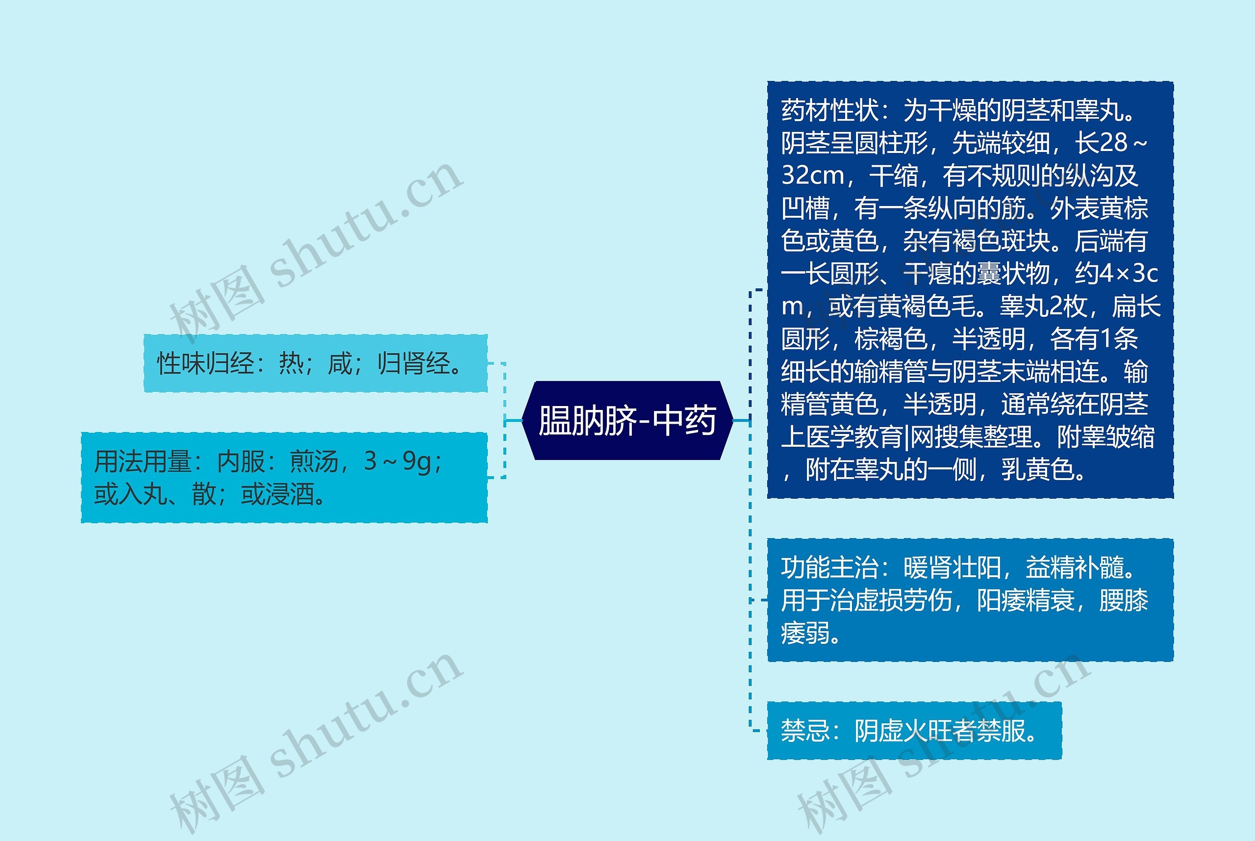 腽肭脐-中药 腽肭脐-中药